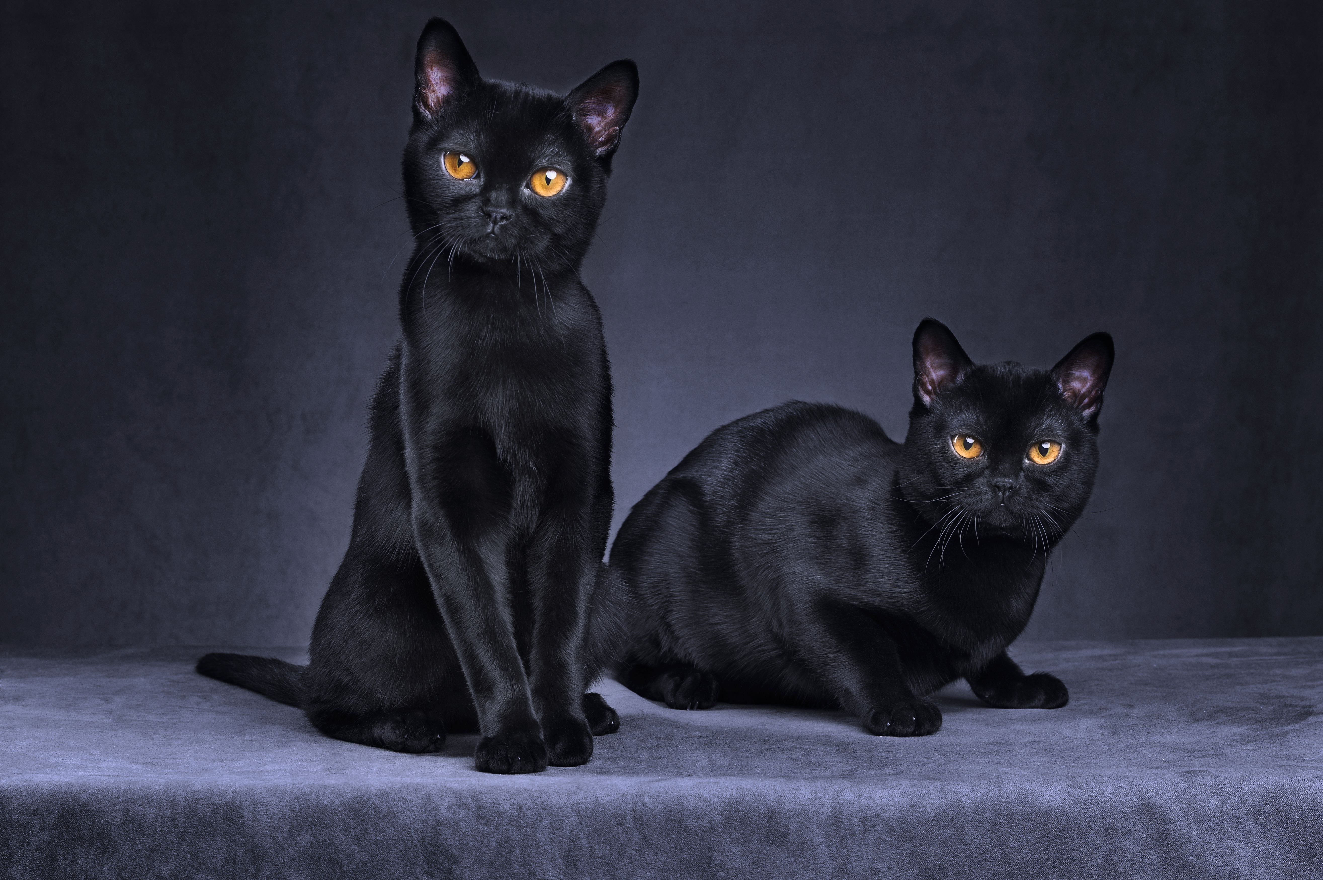 Описание черной кошки. Бомбейская кошка. Порода кошек Бомбейская кошка. Короткошерстные бомбейские. Бомбейская короткошерстная кошка.