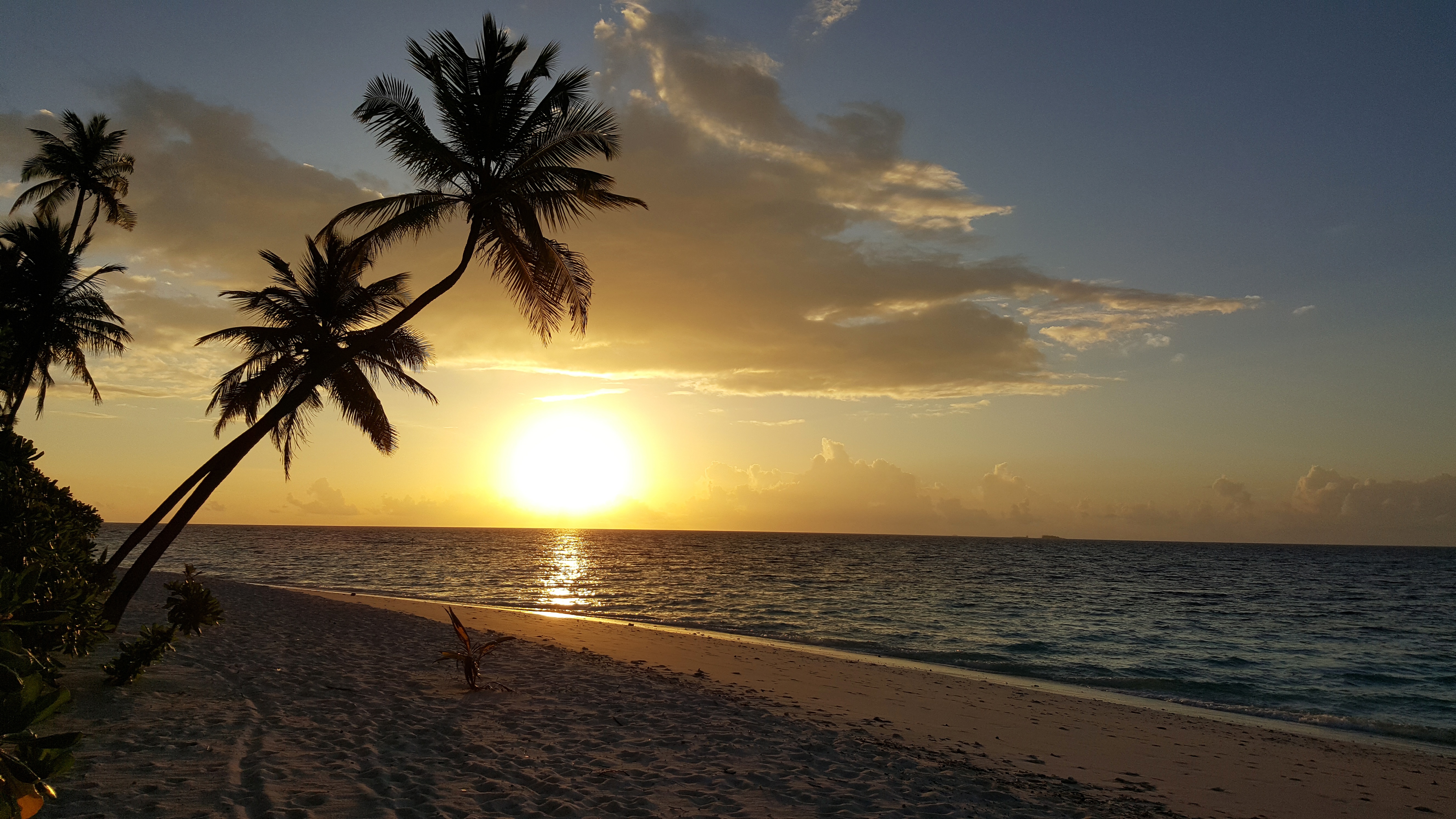 Солнце шри ланки. Пляж закат. Рассвет пальмы. Вечерний пляж. Пляж с пальмами.