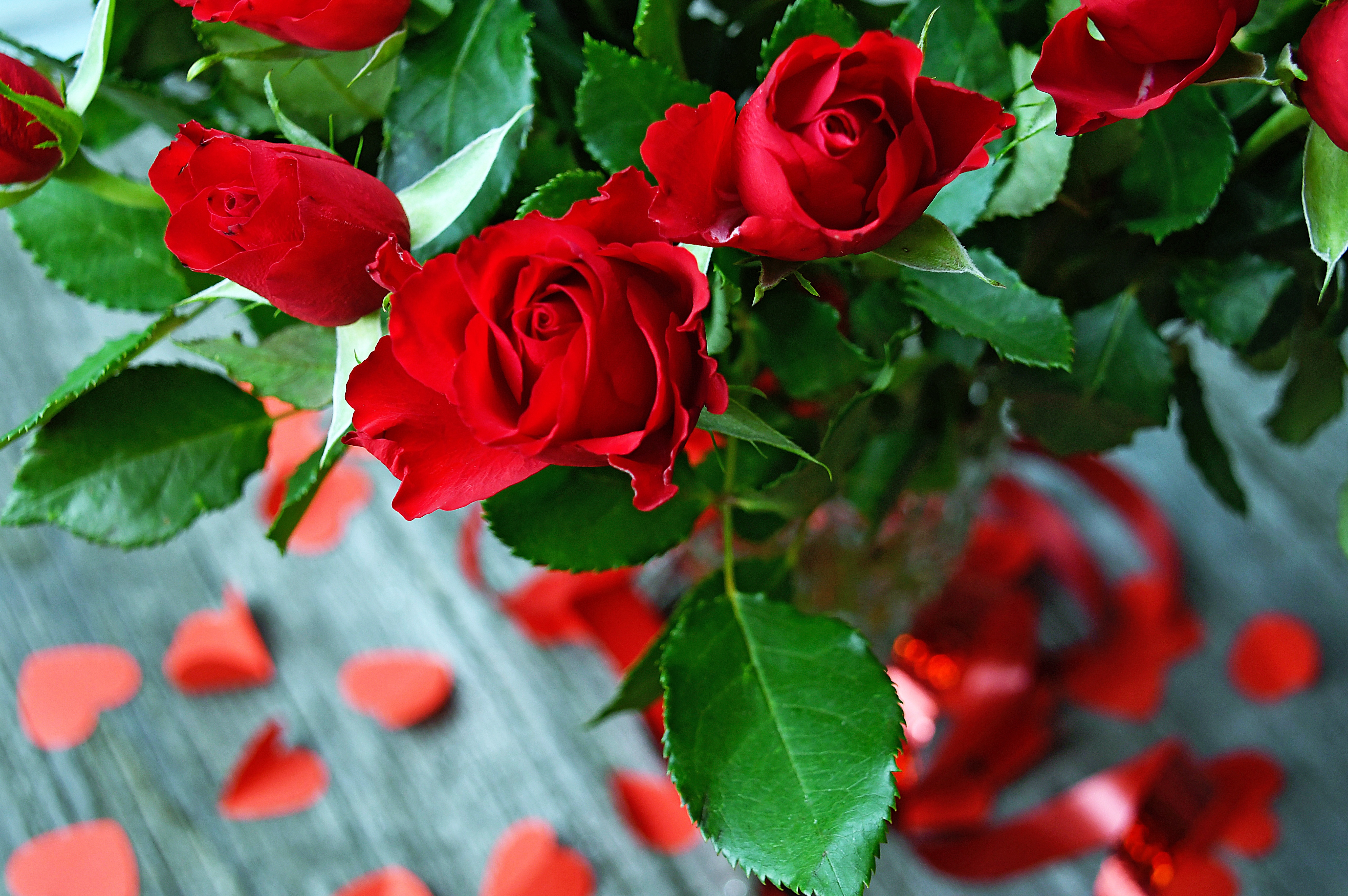 Песни круга красные розы. Розы. Цветы розы. Красивые красные розы. Красные розы фон.
