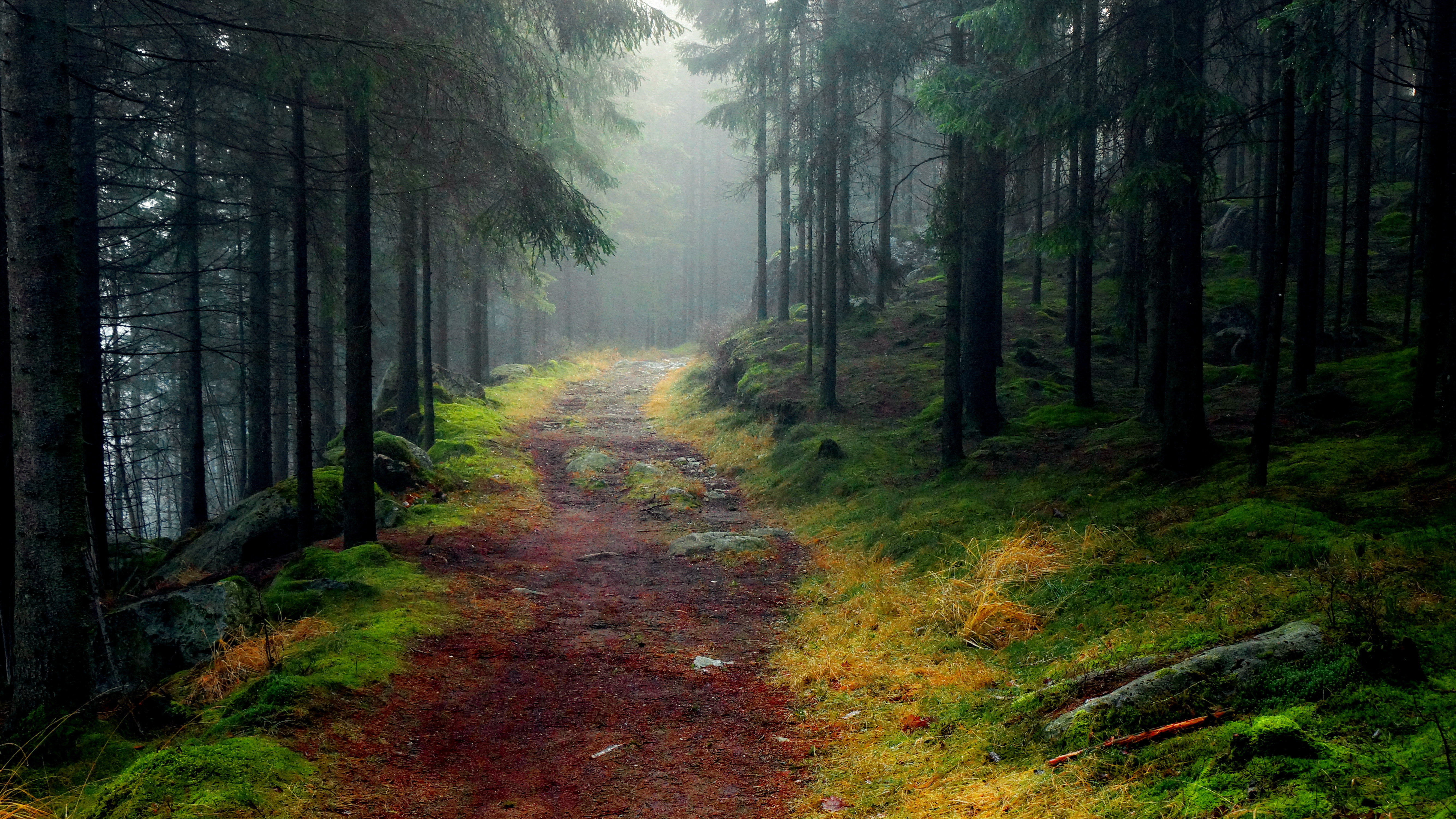 Красивый пейзаж леса. Лесные тропы Шварцвальд. Беловежская пуща туманный лес. Шварцвальд тропа. Лес Норвегии с тропинкой.