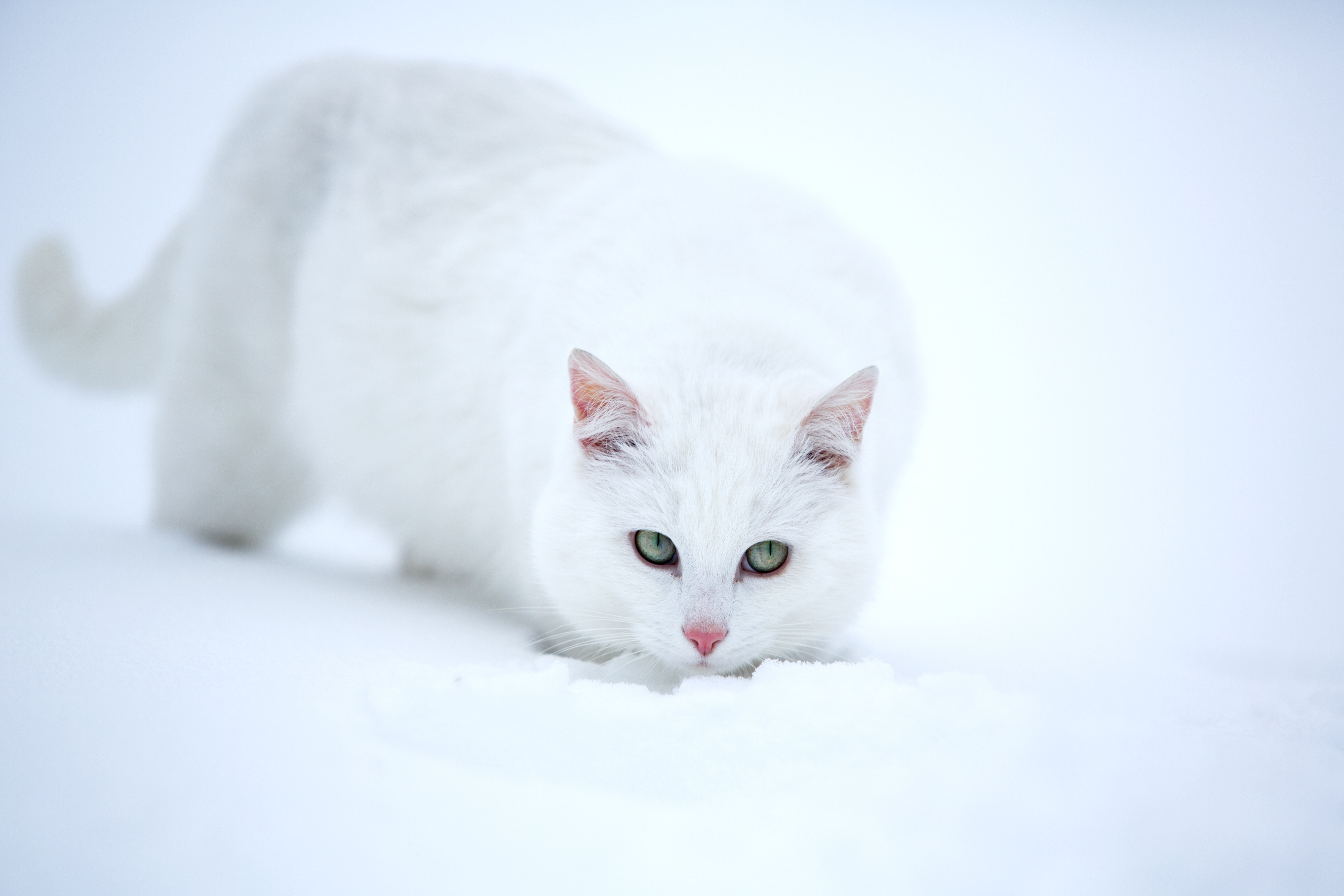 Белая кошка зимой. Кошка белая. Белый котик. Красивая белая кошка. Белая кошка на снегу.