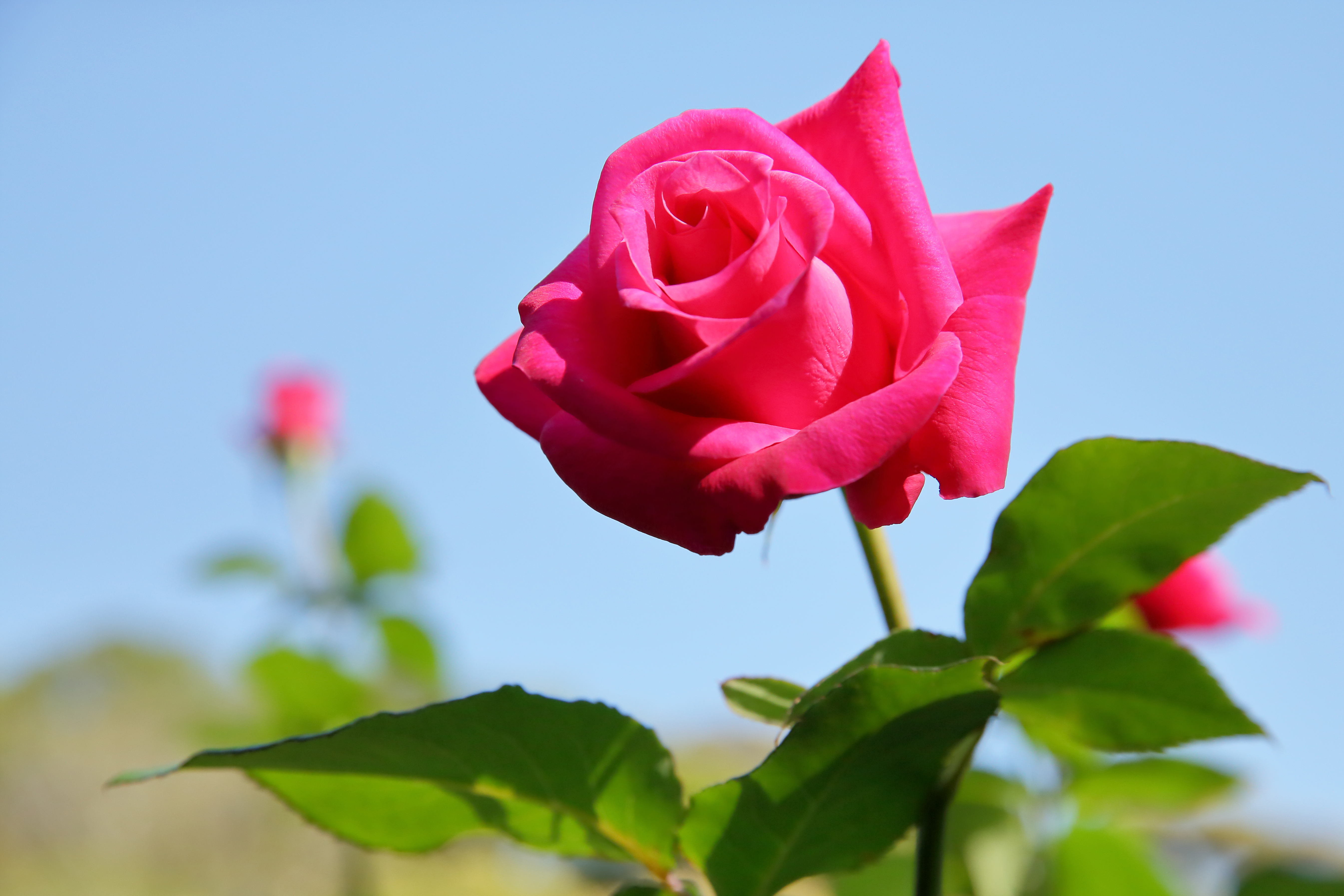 Видео красивых роз. Красивая Розочка. Крупные розы.