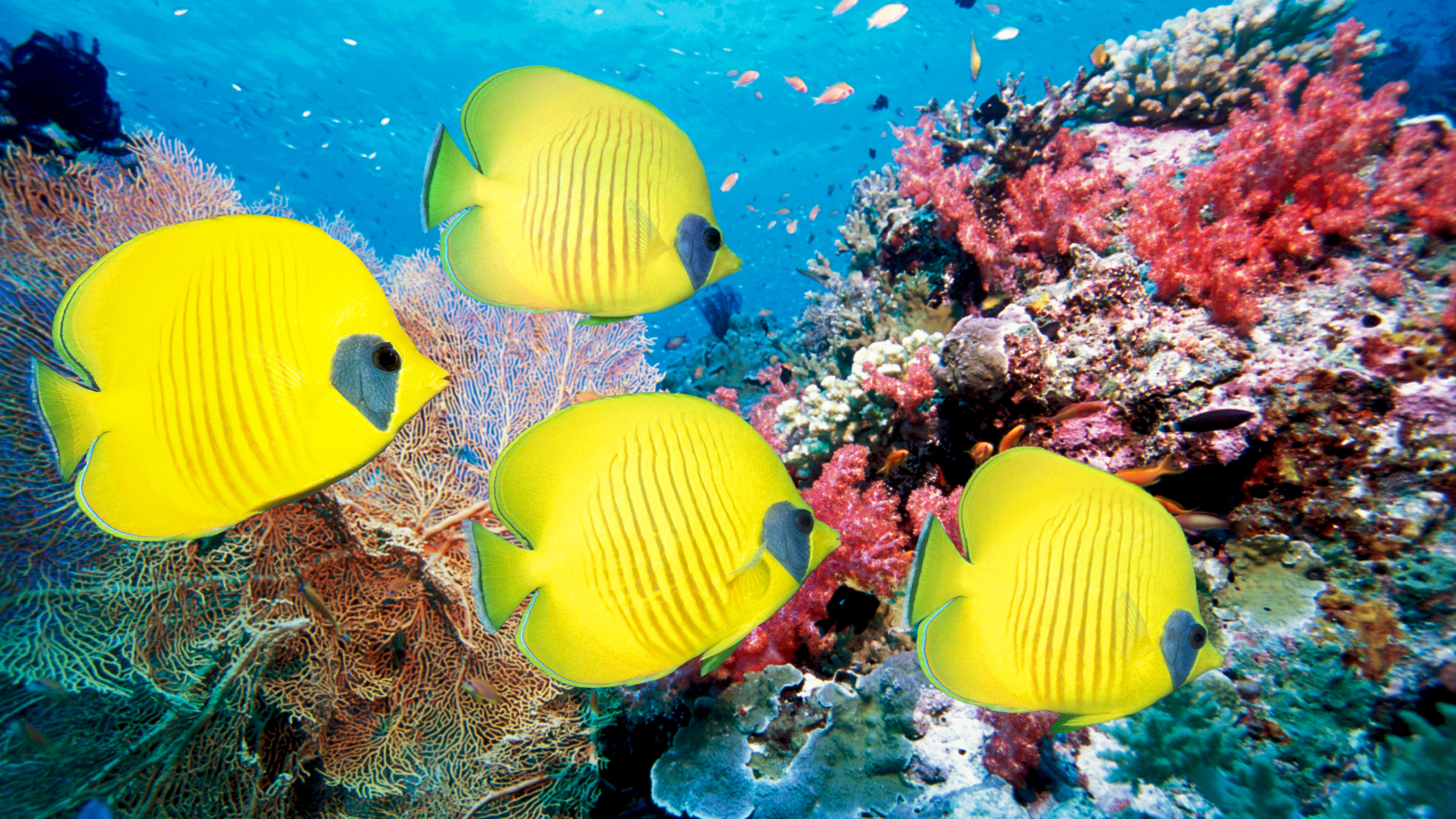 Рыбки аквариум обои. Подводный риф риф. Рыба бабочка риф. Рыбы бабочки на коралловом рифе. Экзотические рыбки.