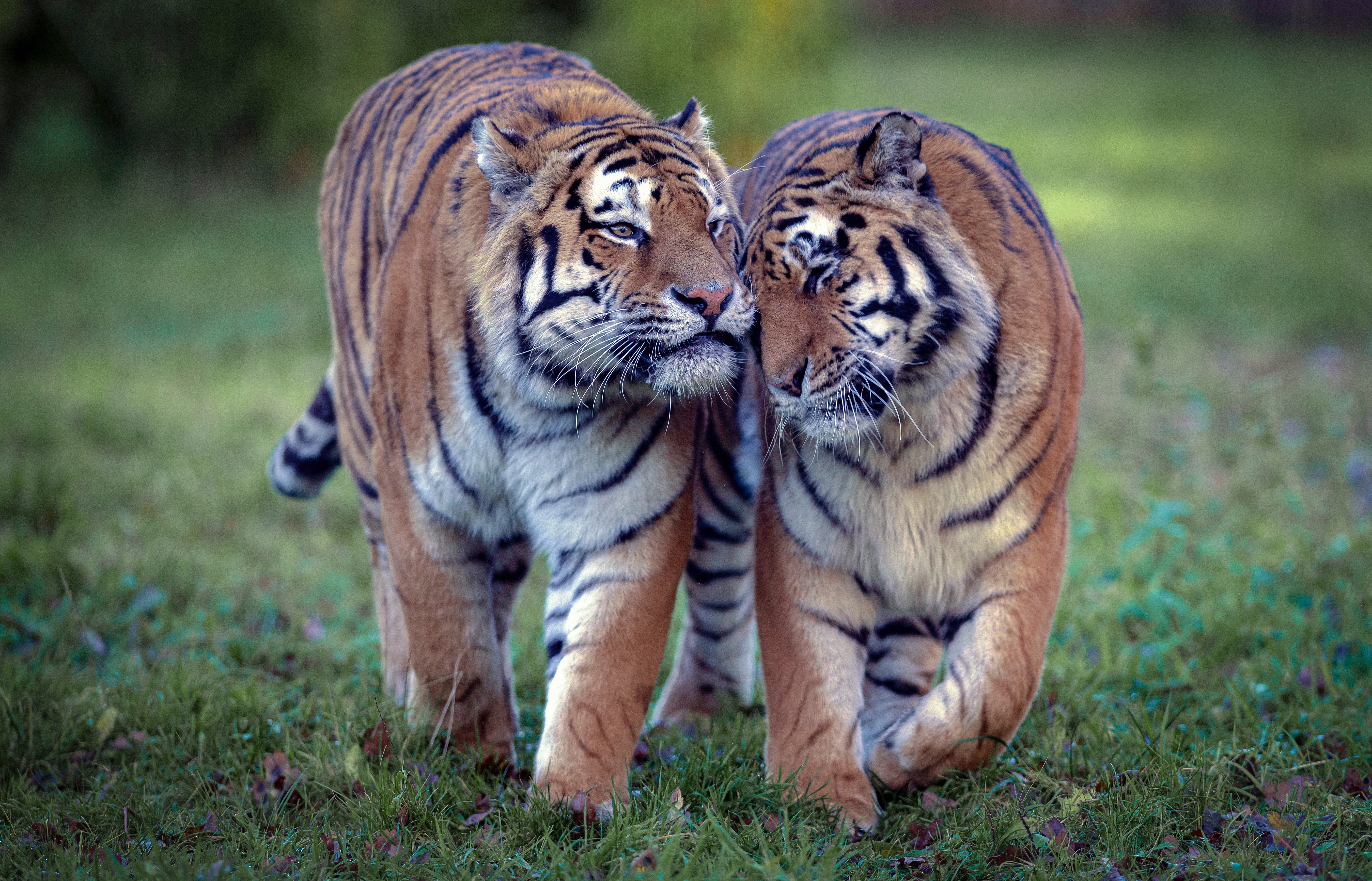 Картины с тиграми