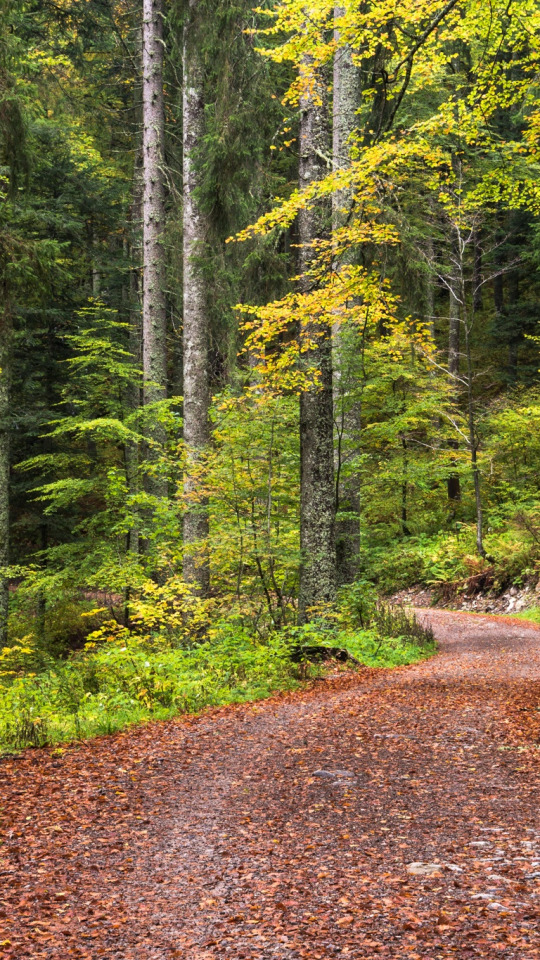 дорога, осень, лес, листья, деревья