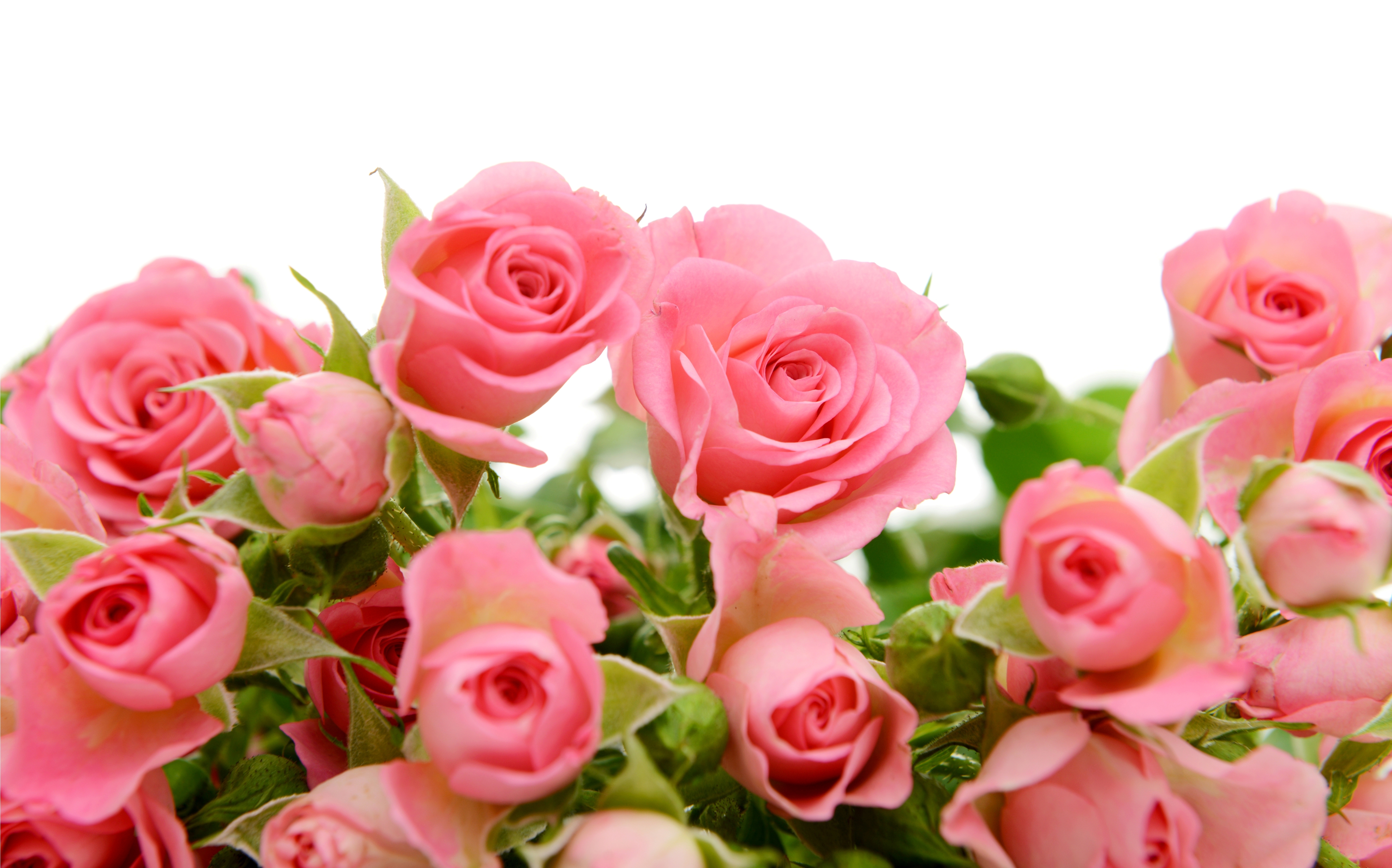Футаж букет цветов. Светло розовые розы. Открытки с розами.
