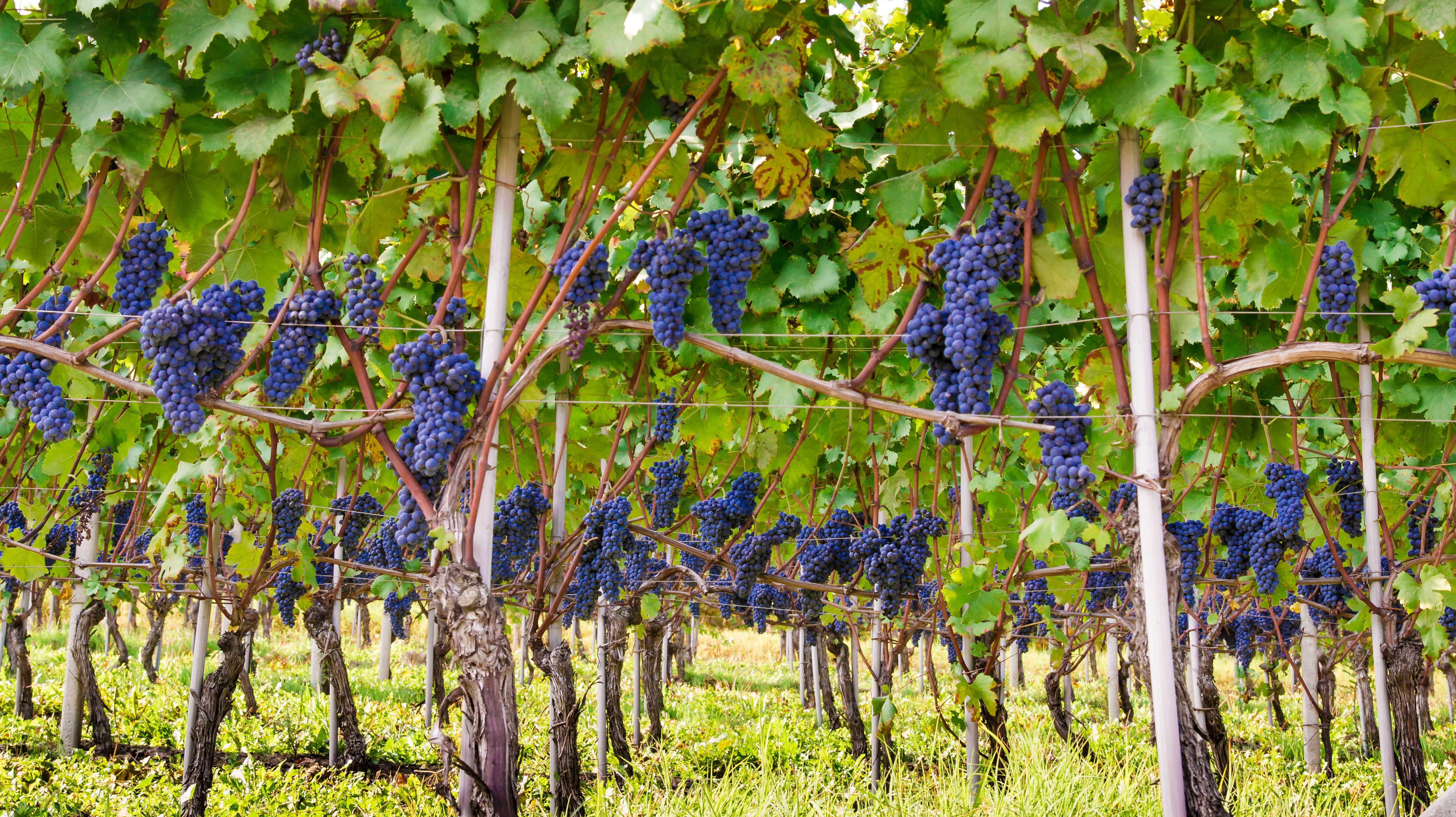 виноград италия фото