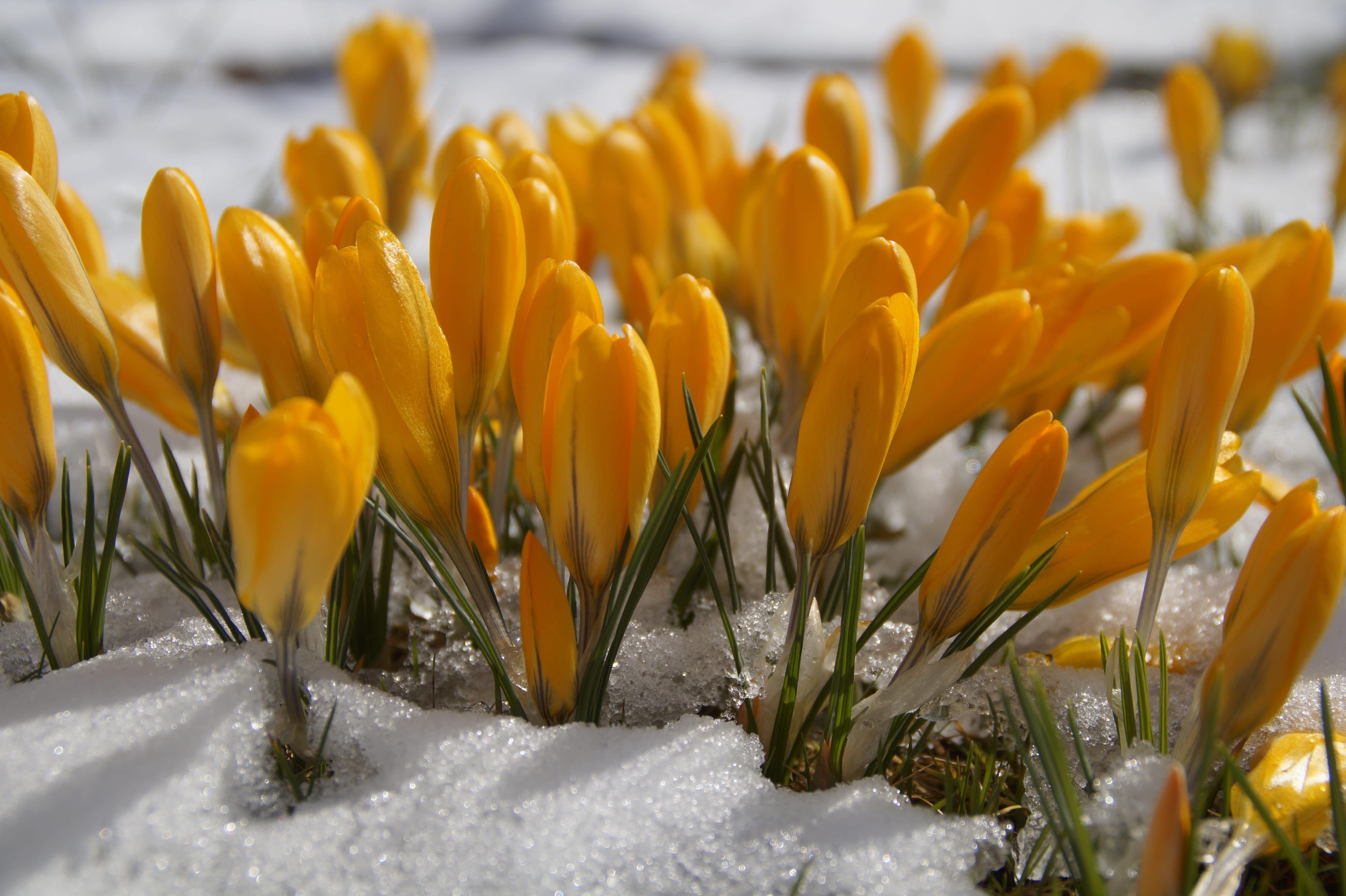 Начало весны открытки красивые. Первоцветы крокусы. Крокус желтый. Желтые первоцветы крокусы.