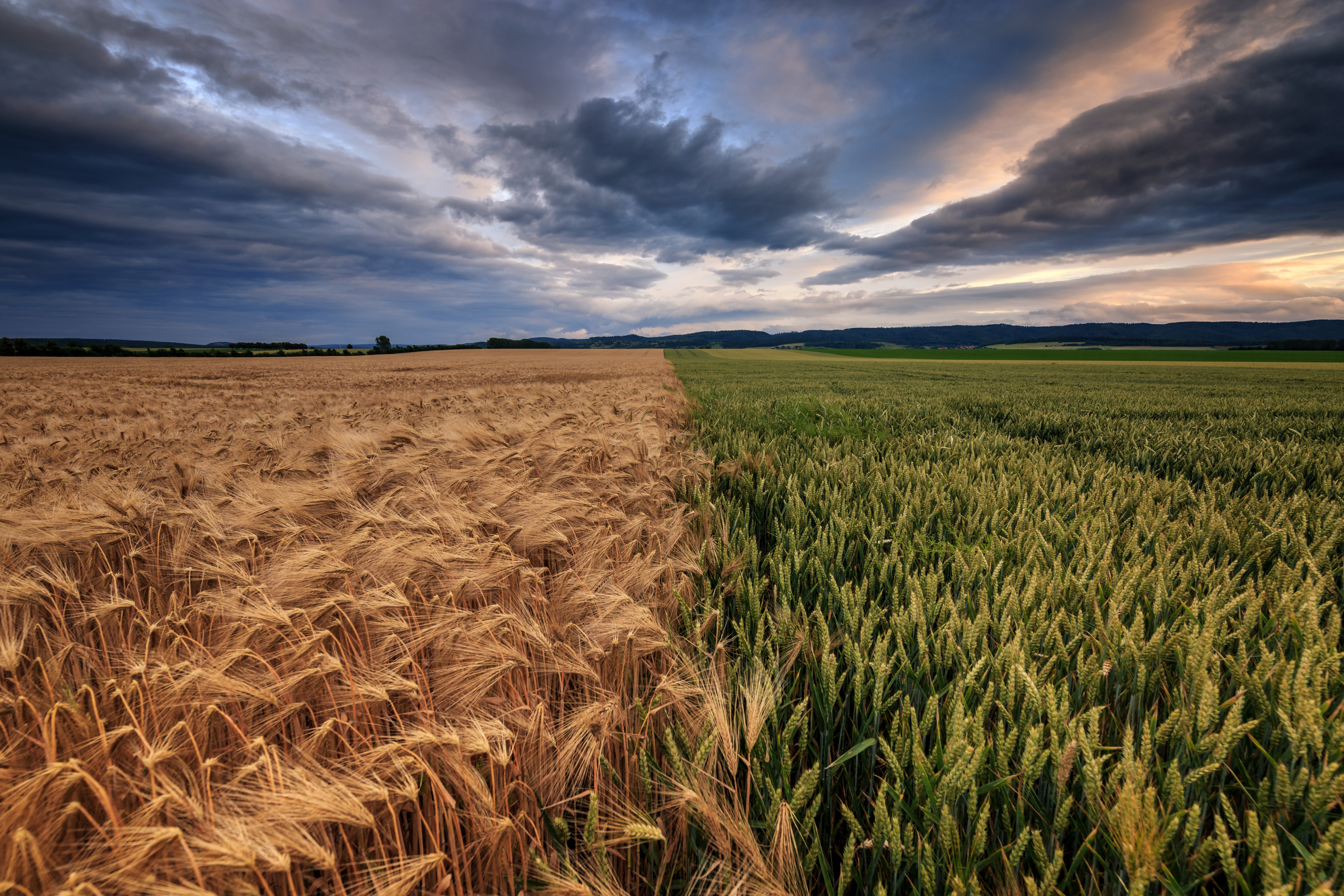 Погода в пшеничном
