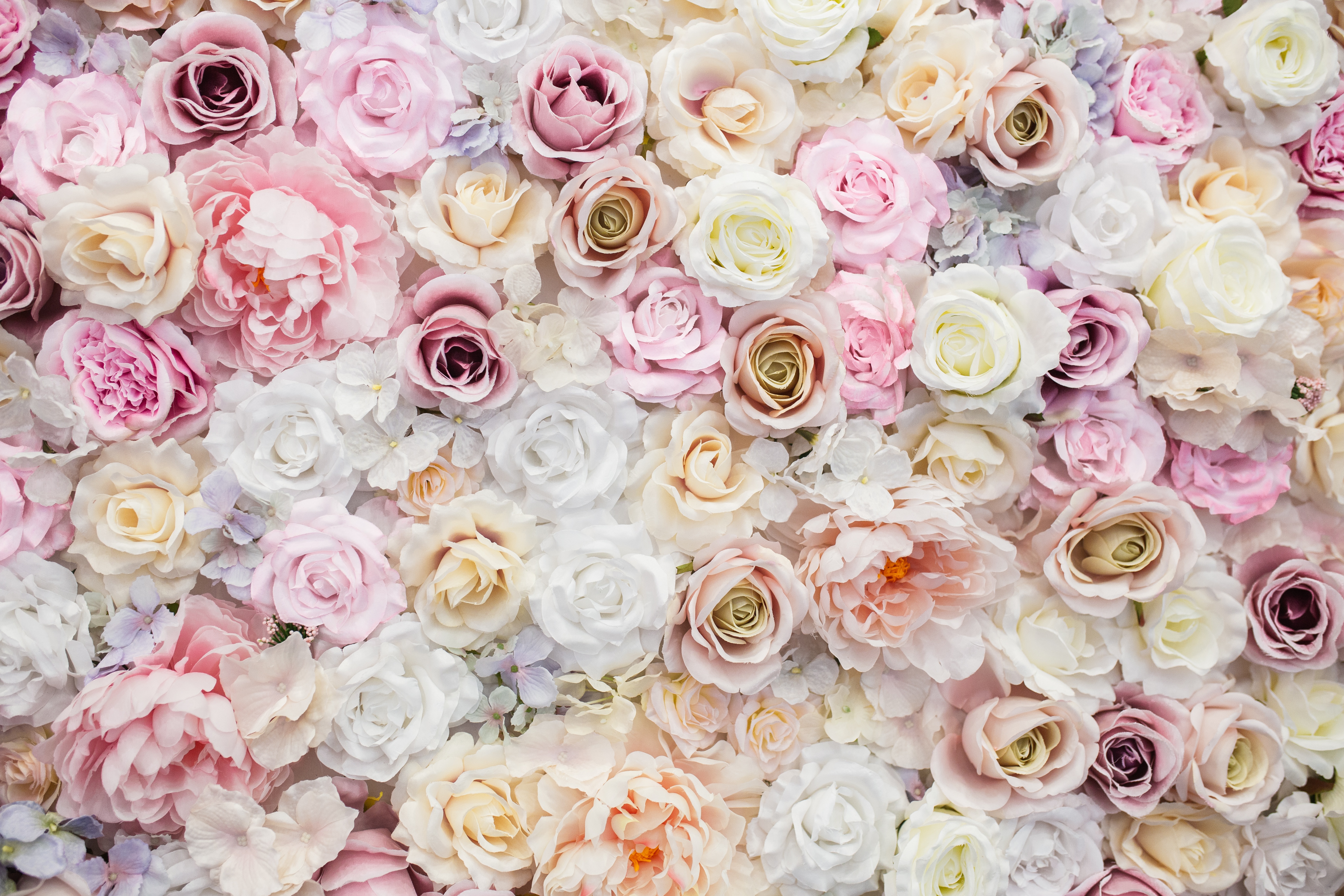 Фон розочки. Цветочный фон. Бело розовые цветы. Розы фон. Красивый баннер с цветами.
