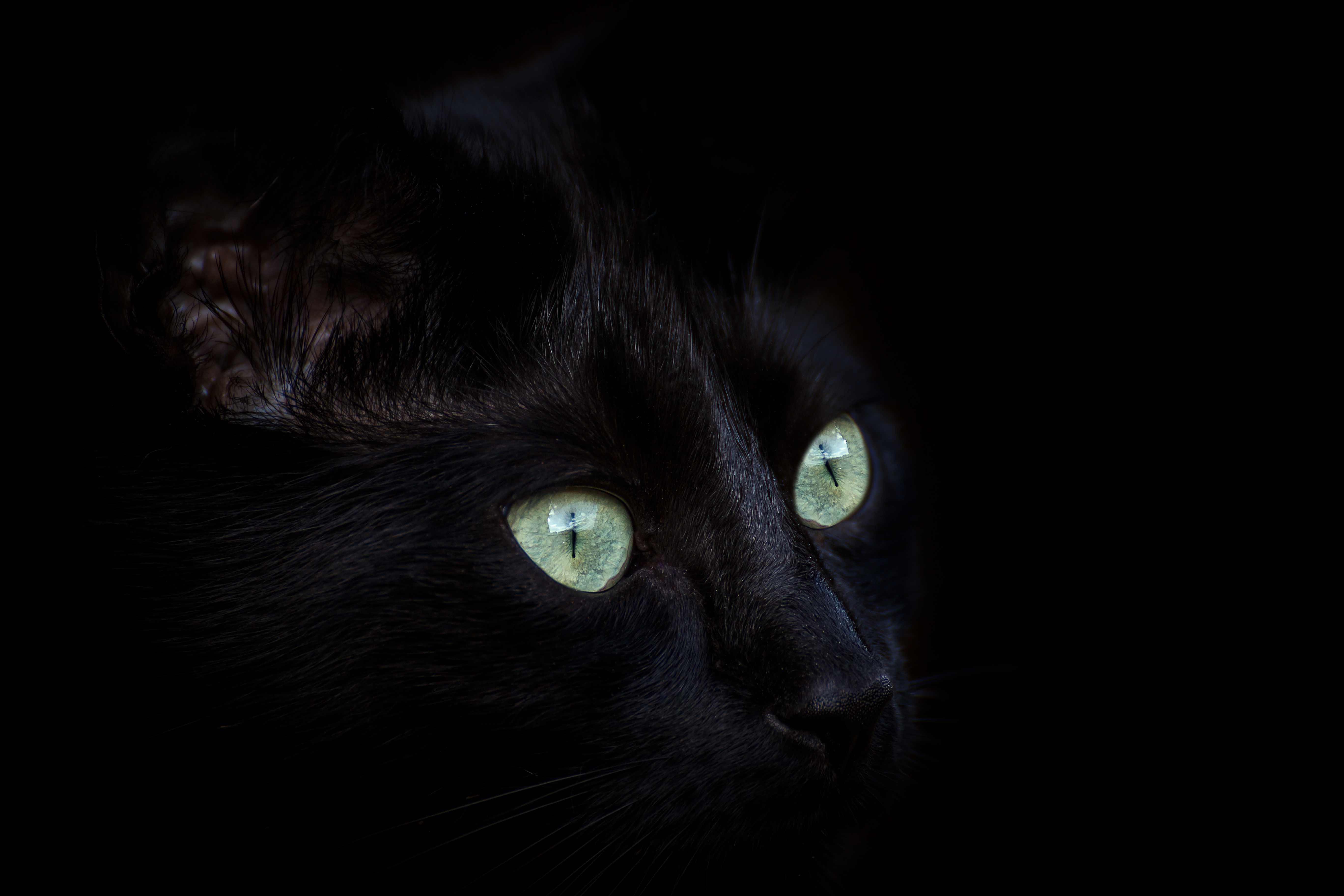Черные кошки 10. Чёрный кот. Чёрный кот с зелёными глазами. Кошка с зелеными глазами. Красивый черный кот.