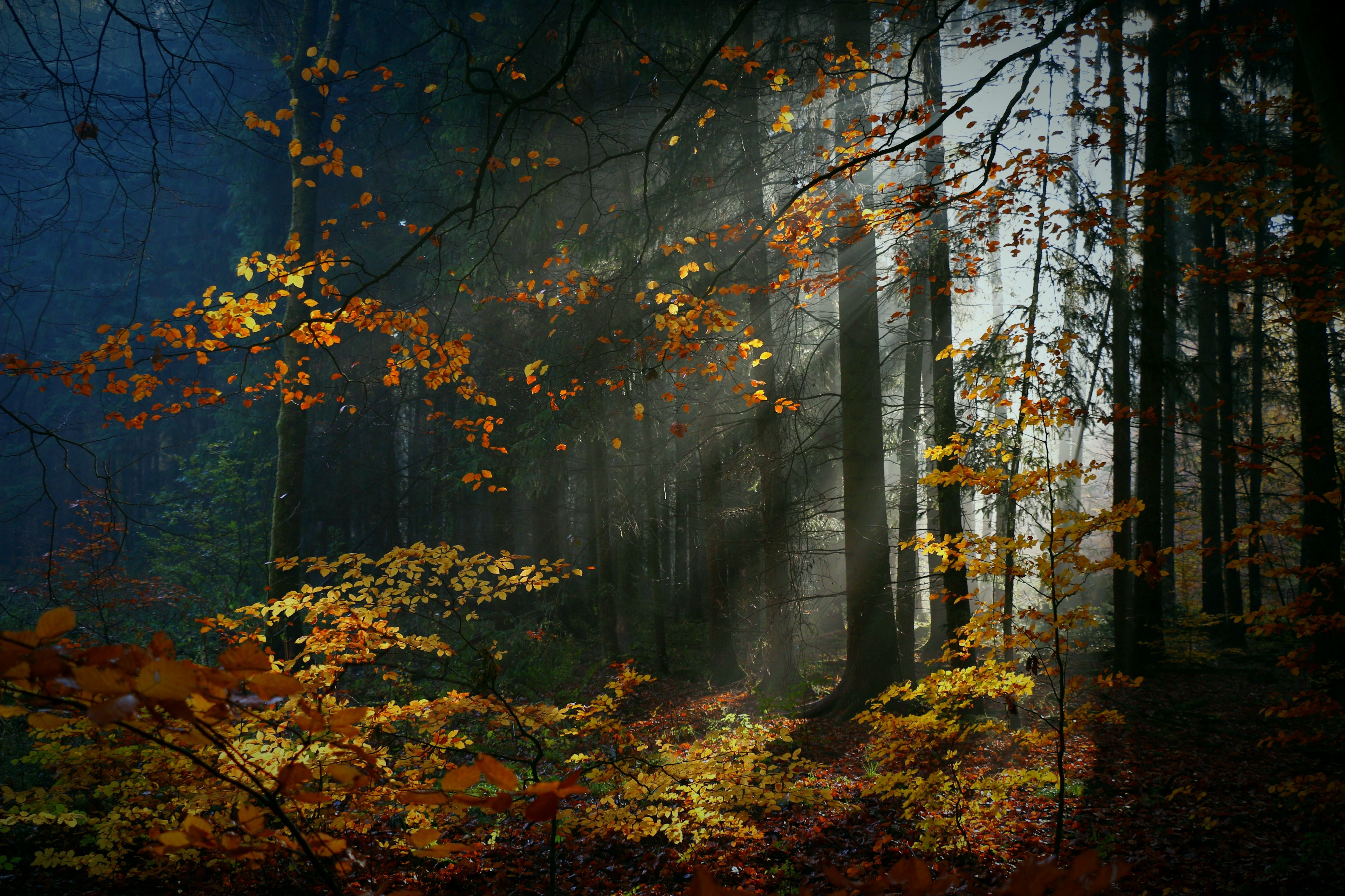Осенний лес очень красивые. Осенний лес. Осень в лесу. Лес осенью. Осень фото.