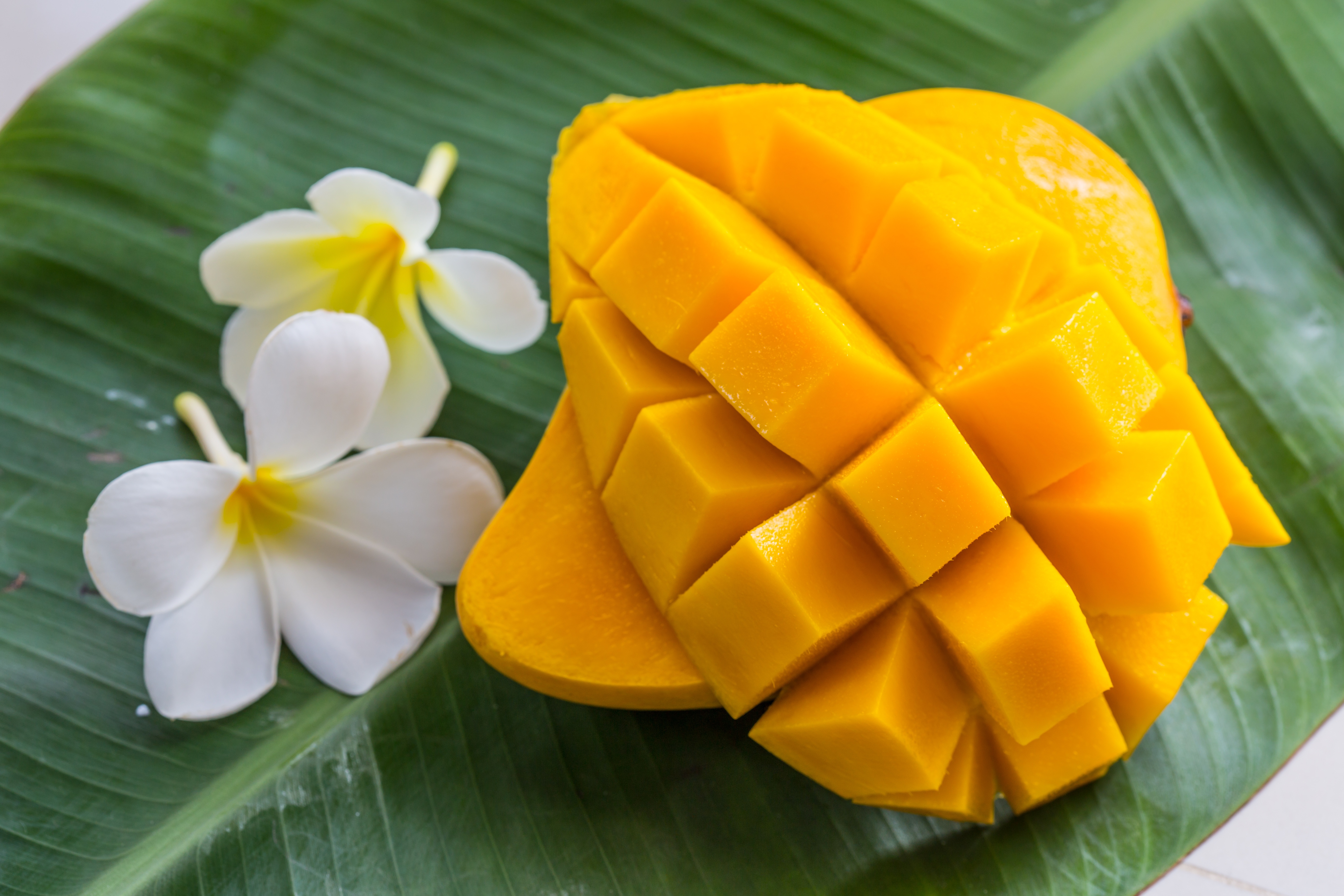 Mango tobrut. Плюмерия манго. Манго Тайланд. Манго фрукт желтый. Плюмерия Франжипани манго.