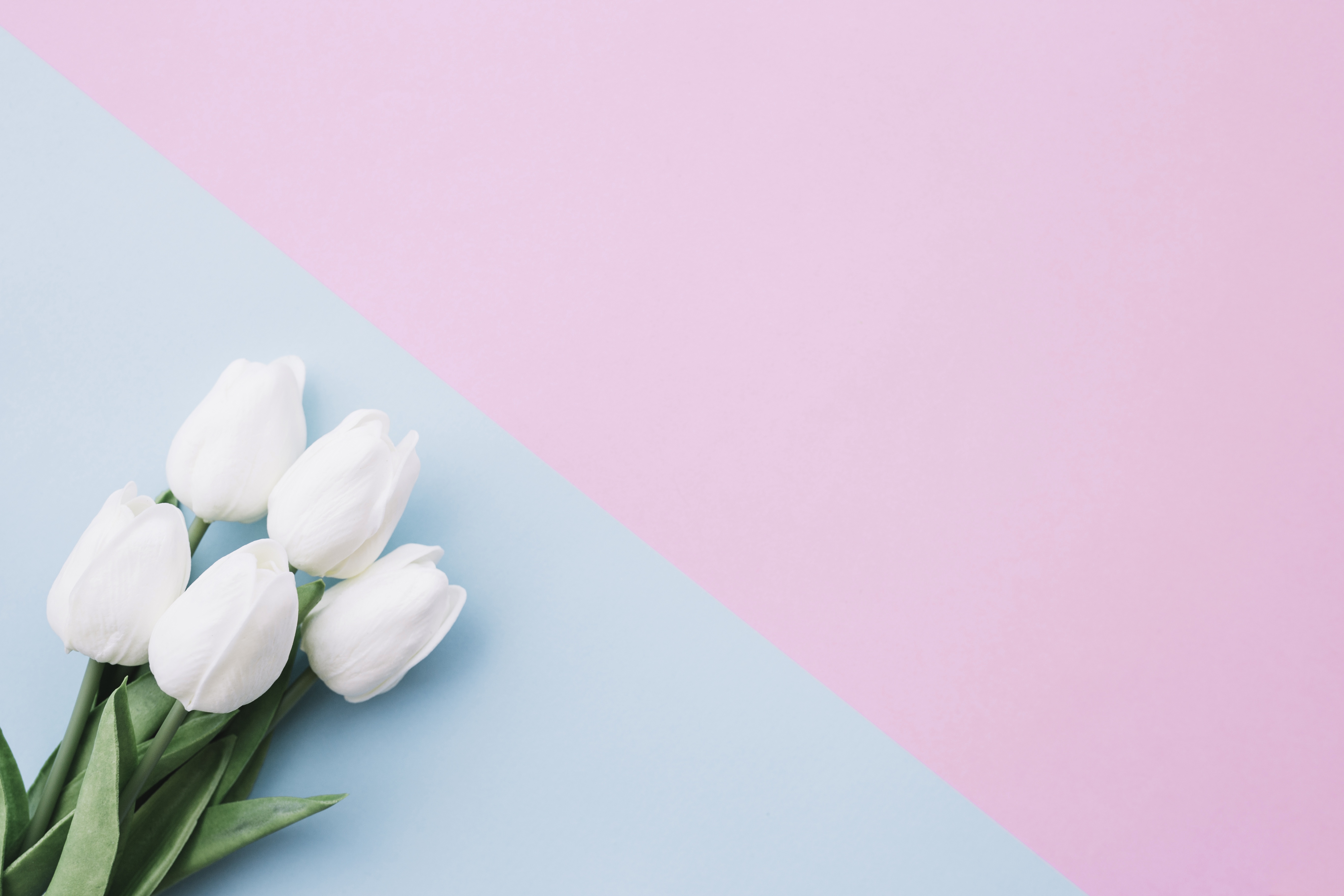Открытка на 8 минимализм. Нежные тюльпаны. Тюльпаны фон. Нежные весенние цветы. Белые тюльпаны.
