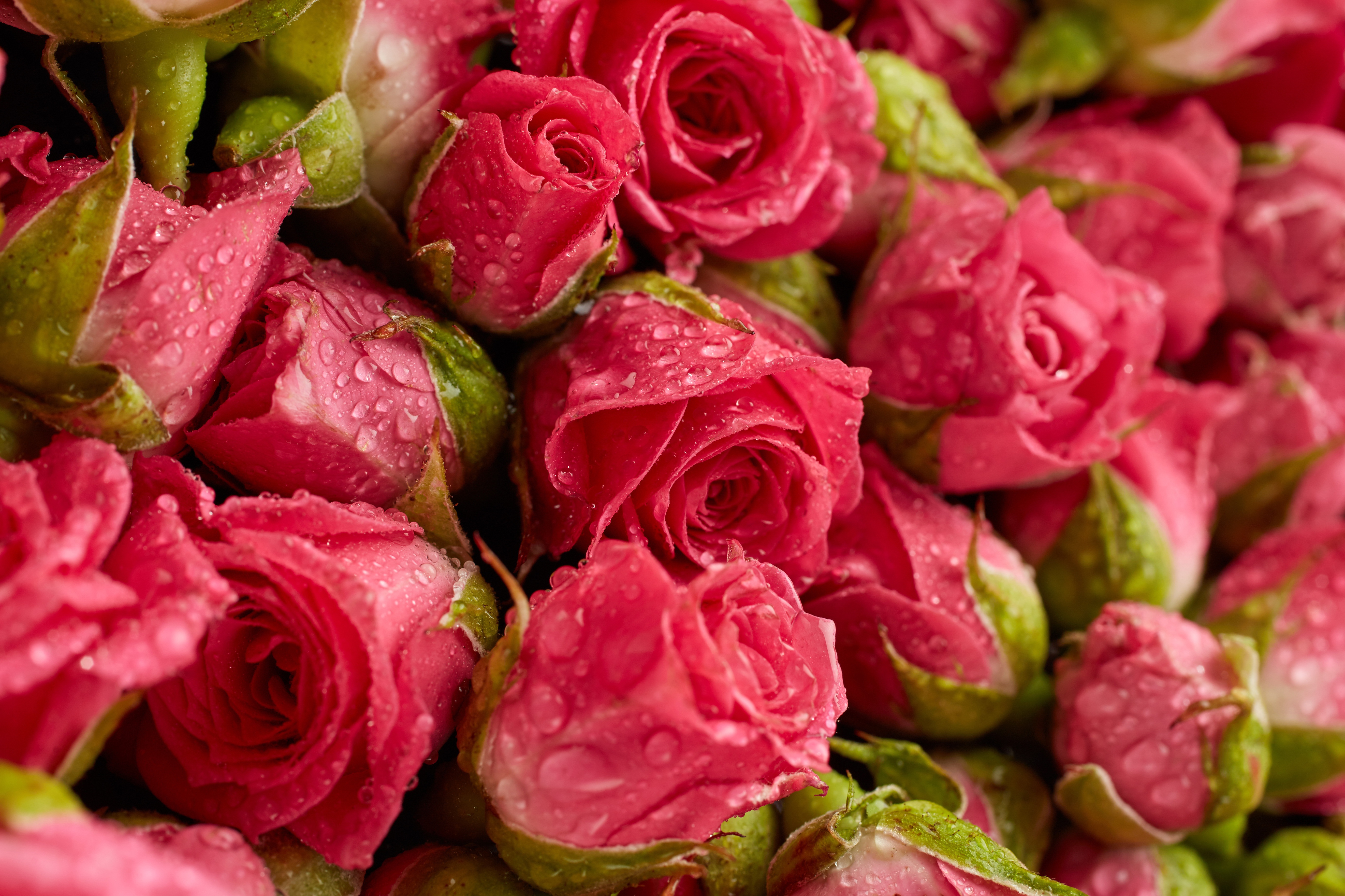 Обои розочки. Бутоны роз букет. Бутоны дамасской розы. Шикарные цветы. Яркие розы.