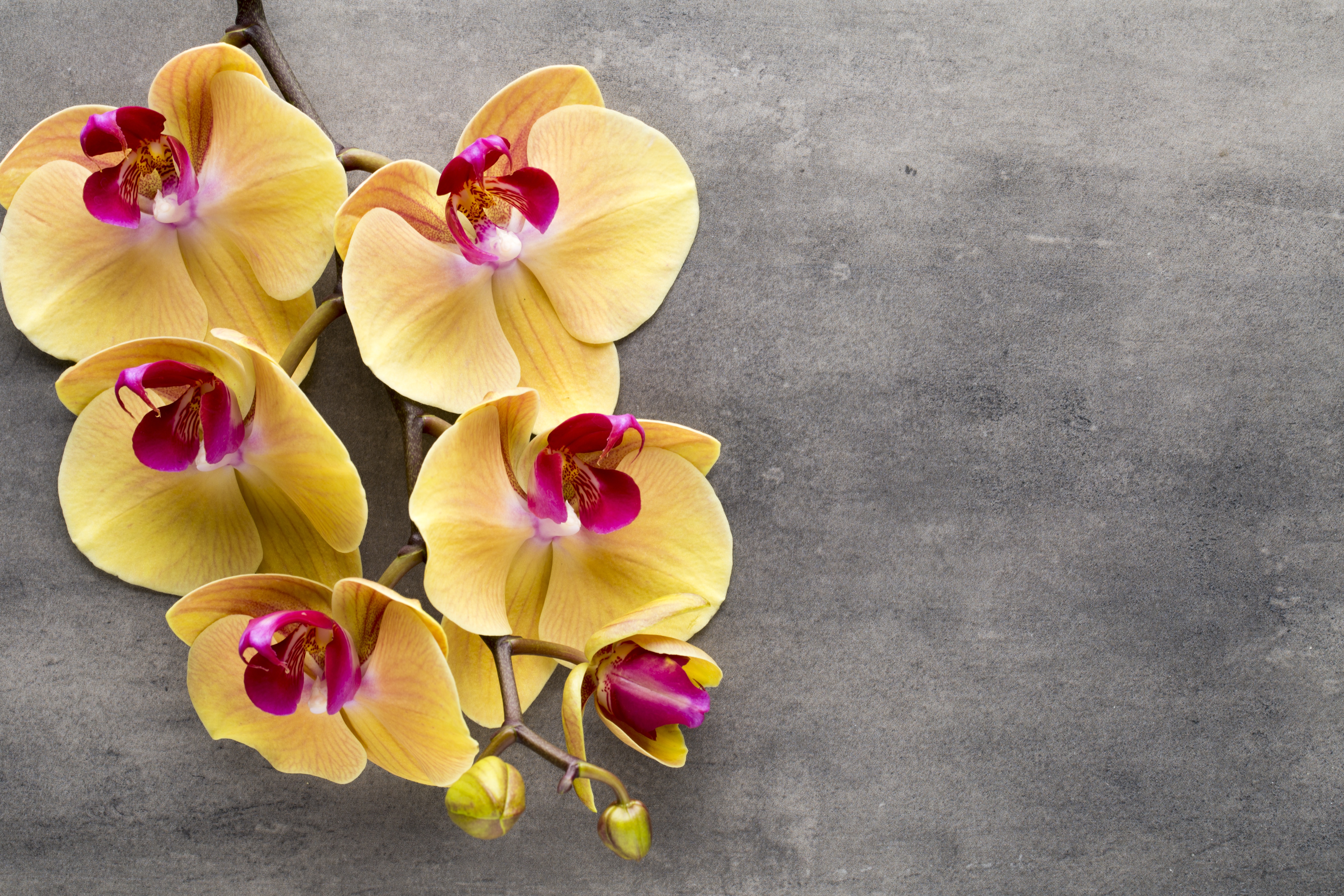 Орхидеи желто розовые. Орхидея Еллоу. Жёлтая Орхидея фаленопсис. Орхидея фаленопсис Еллоу. Фаленопсис Голден Эппл.
