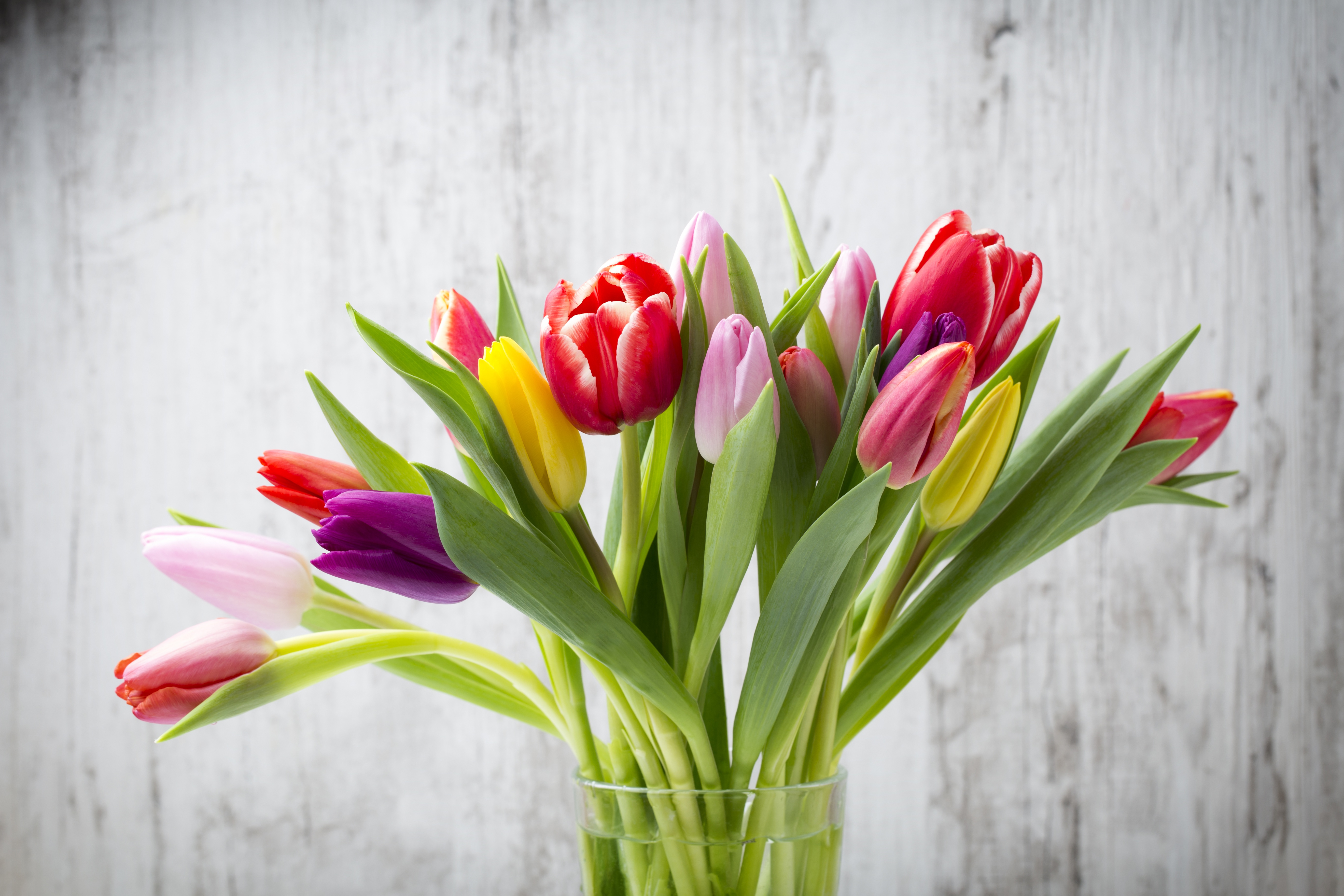 Весенние тюльпаны картинки красивые. Мелкоцветные тюльпаны. Фловерс Flowers цветы тюльпаны. Barre alta тюльпан.