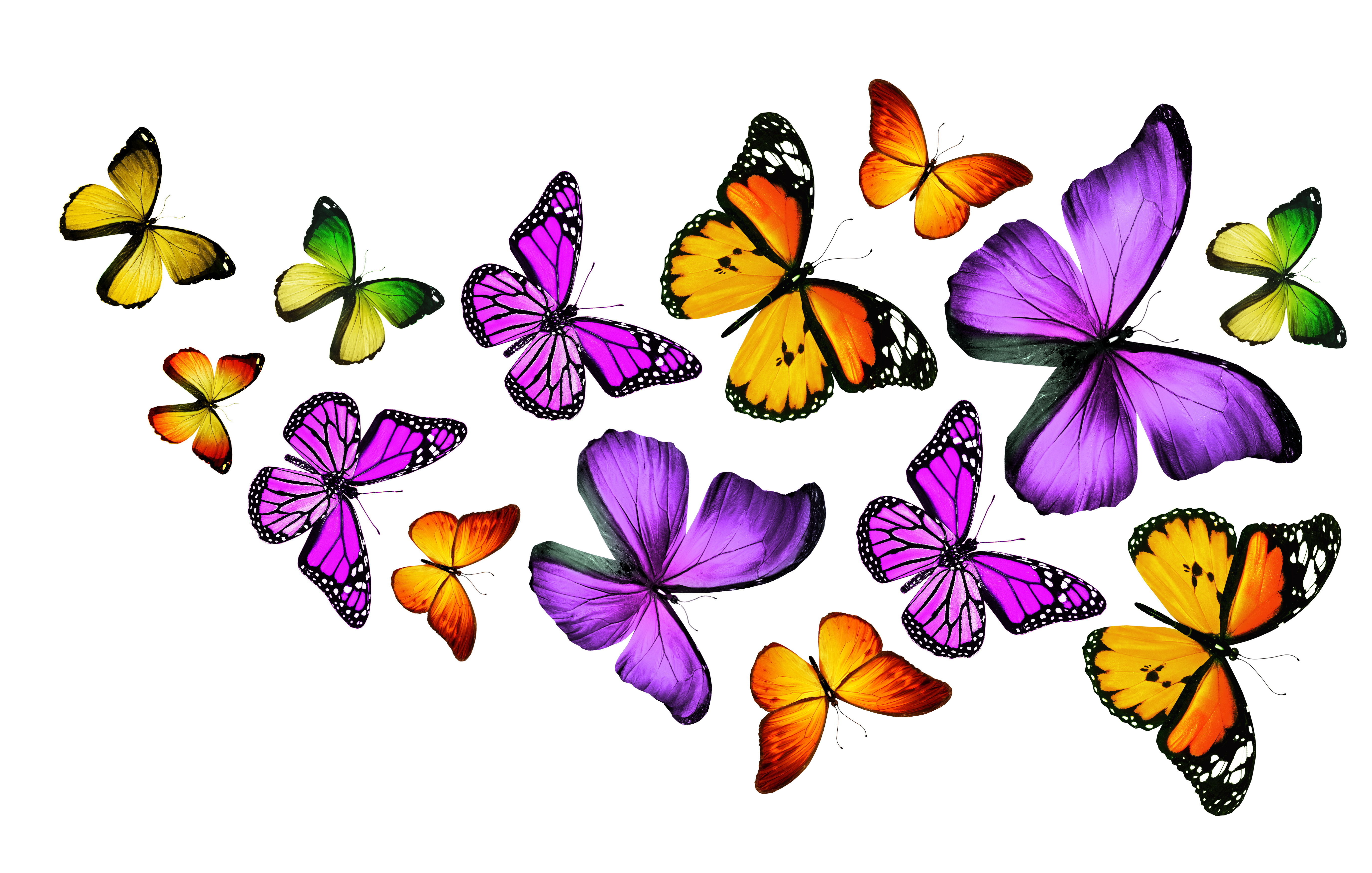 Картинки на белом фоне. Разноцветные бабочки. Бабочки цветные. Бабочки на белом фоне. Бабочка рисунок.