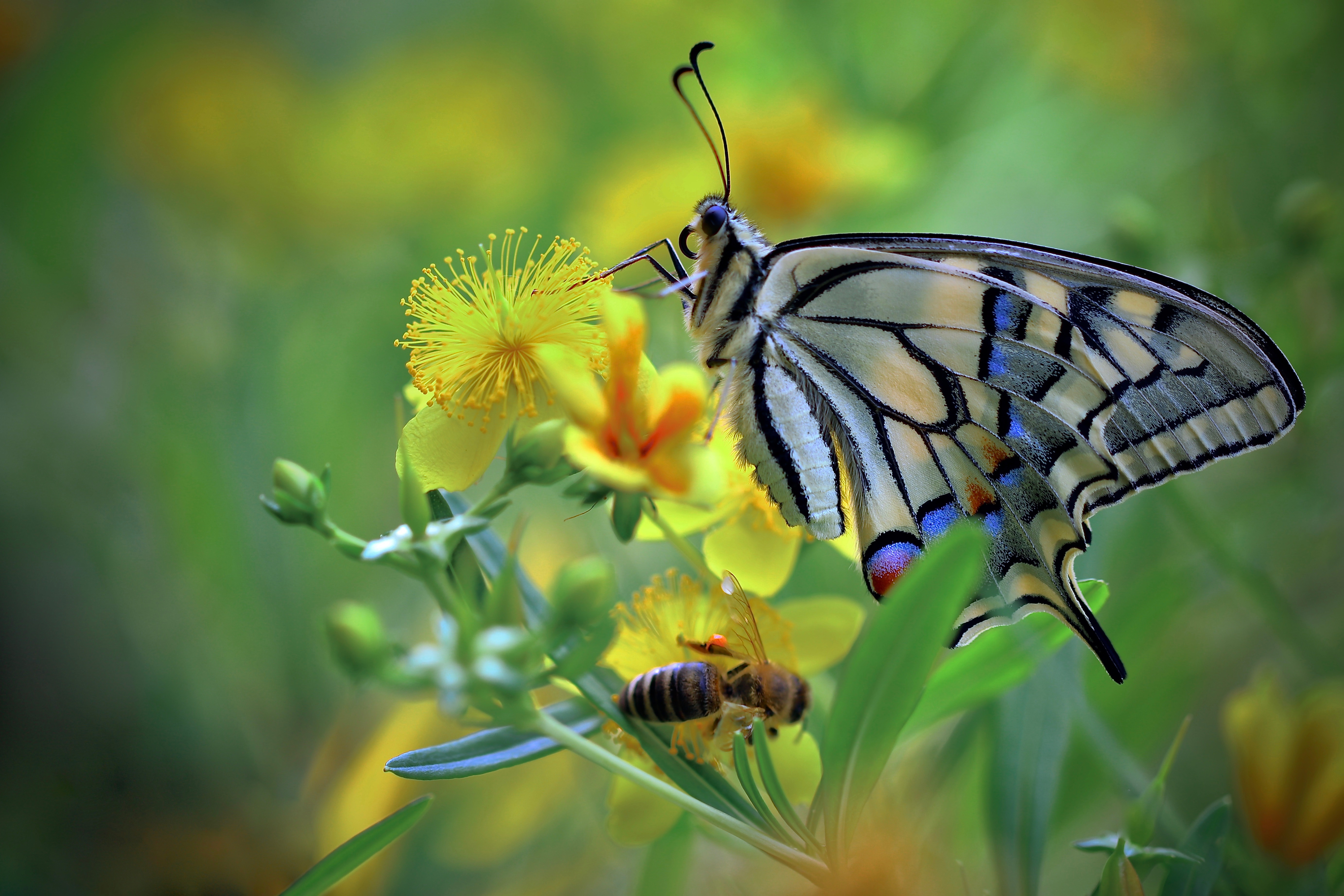 Группа насекомые бабочка. Махаон бабочка Махаон. Бабочка Махаон и пчела. Желтая бабочка Махаон. Бабочка Махаон фото.