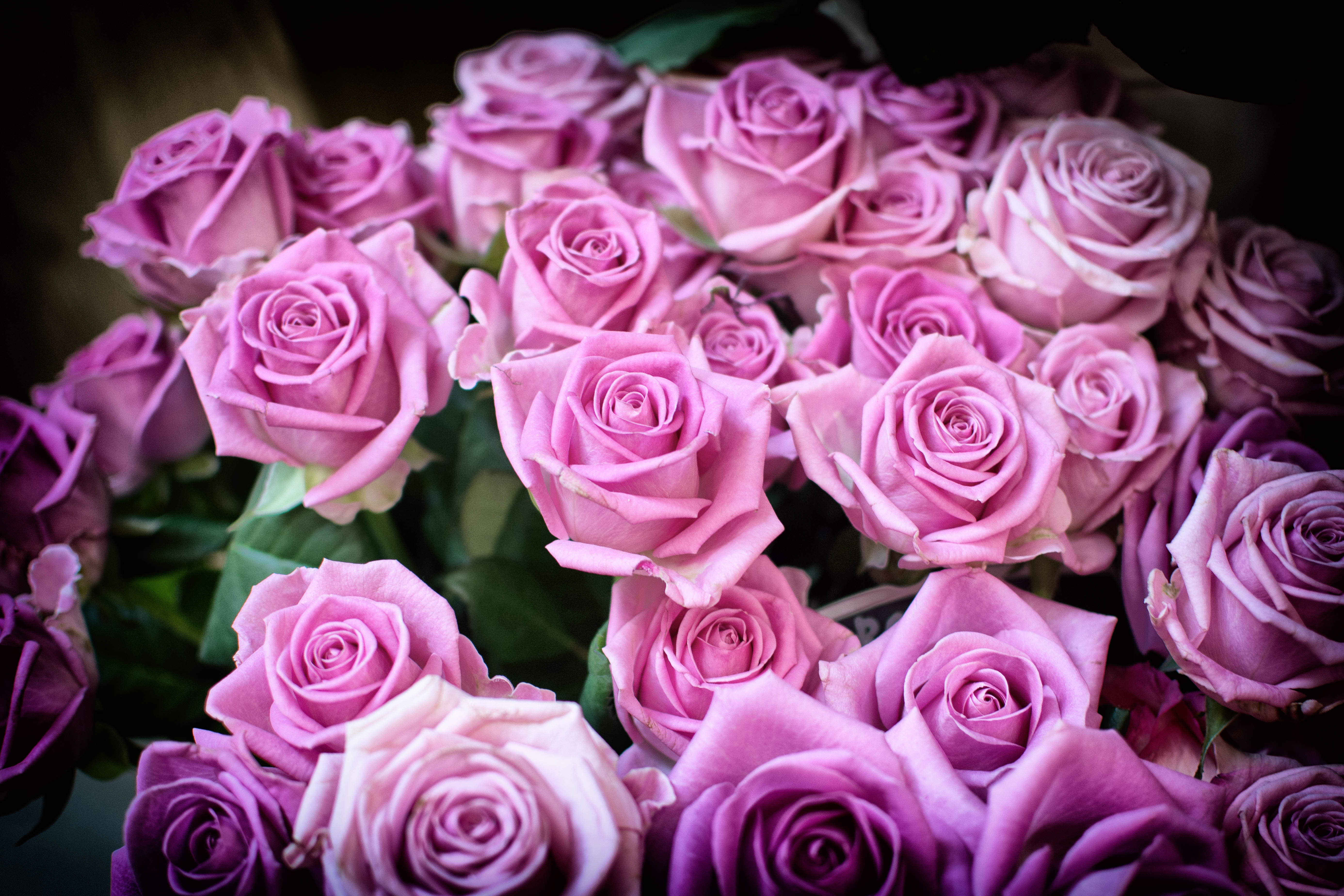 Цветы розы фото. Розовые розы. Роза розово сиреневая. Шикарные розовые розы. Шикарные цветы.