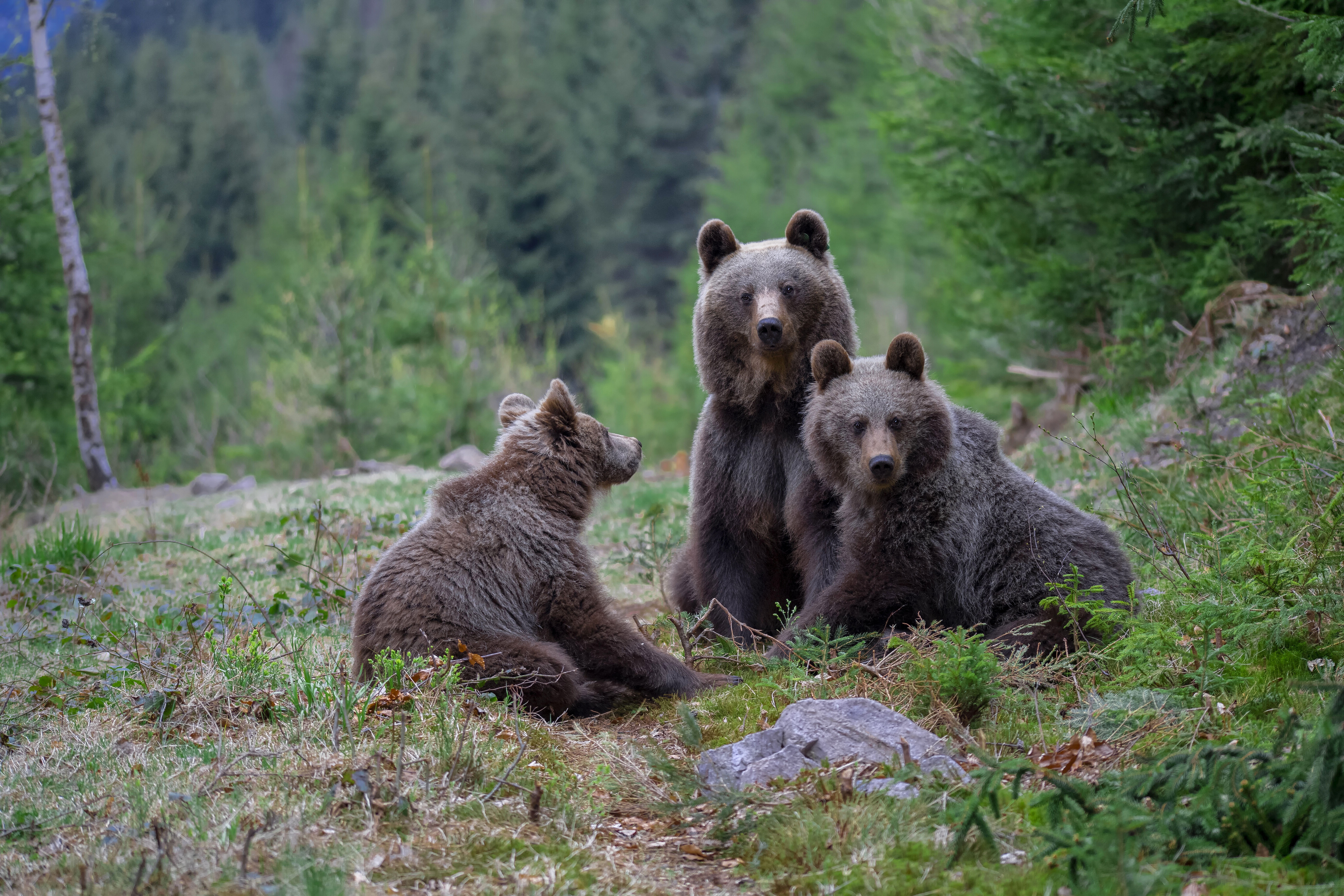 Фотографии 3 медведей. Медведь Пестун. Бурый медведь Михайло Потапыч. Медведица с медвежатами. Медведь с медвежонком.