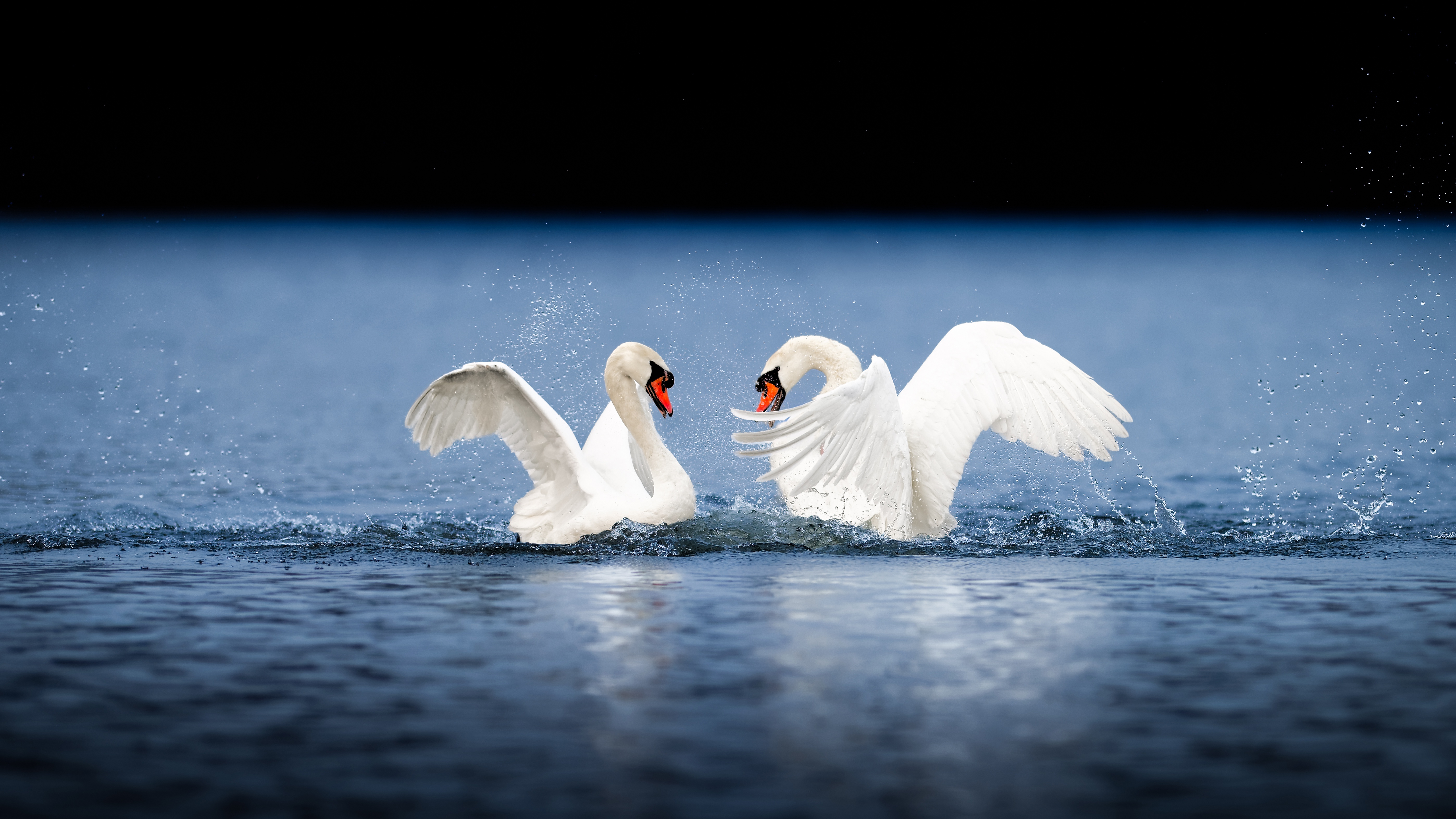 Верность вода. Брачные игры лебедей. Лебедь фото. Любовь и лебеди. Брачные игры птиц.