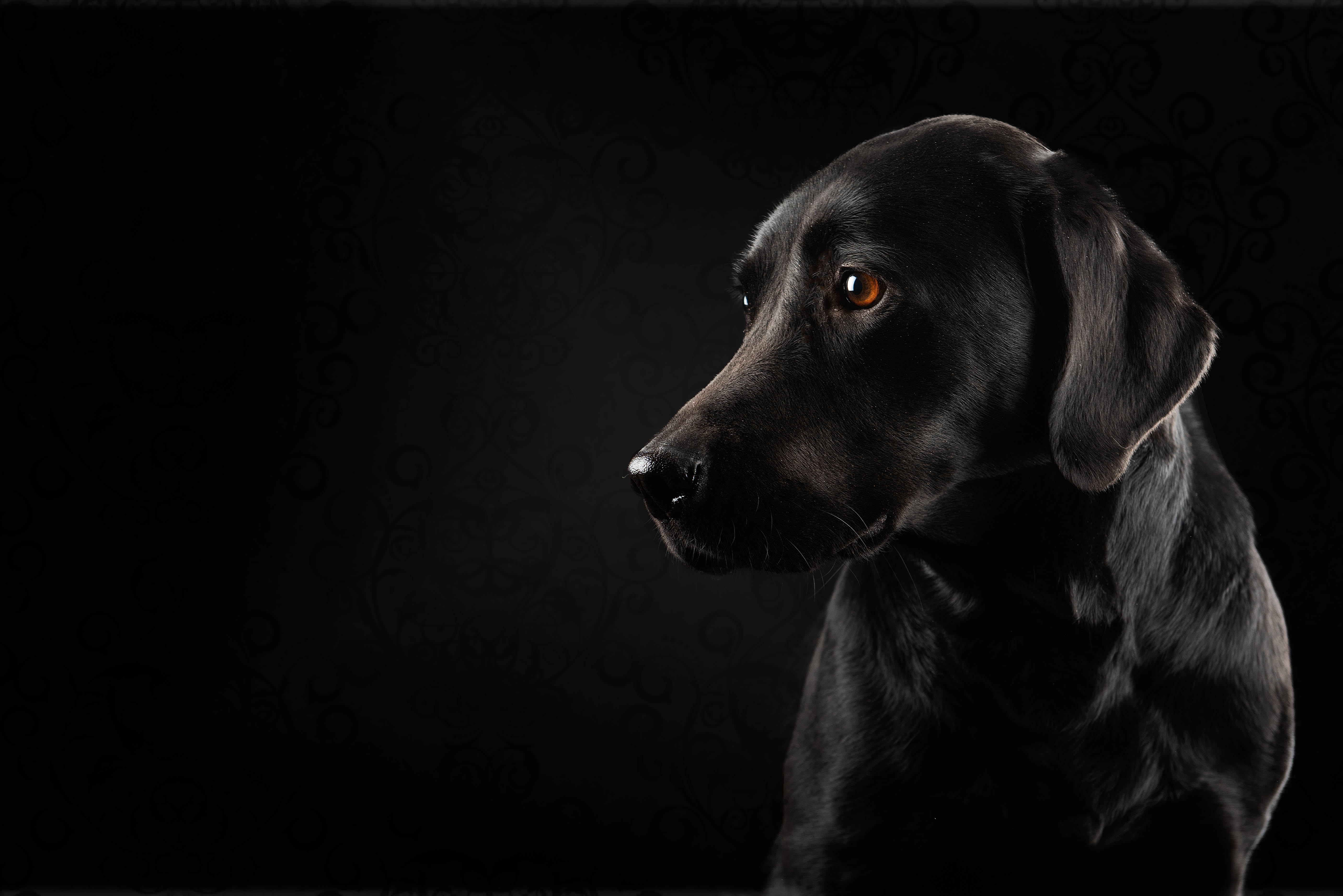 Собака на черном фоне. Лабрадор и Доберман. Лабрадор черный. Собака на темном фоне. Черная собака на черном фоне.
