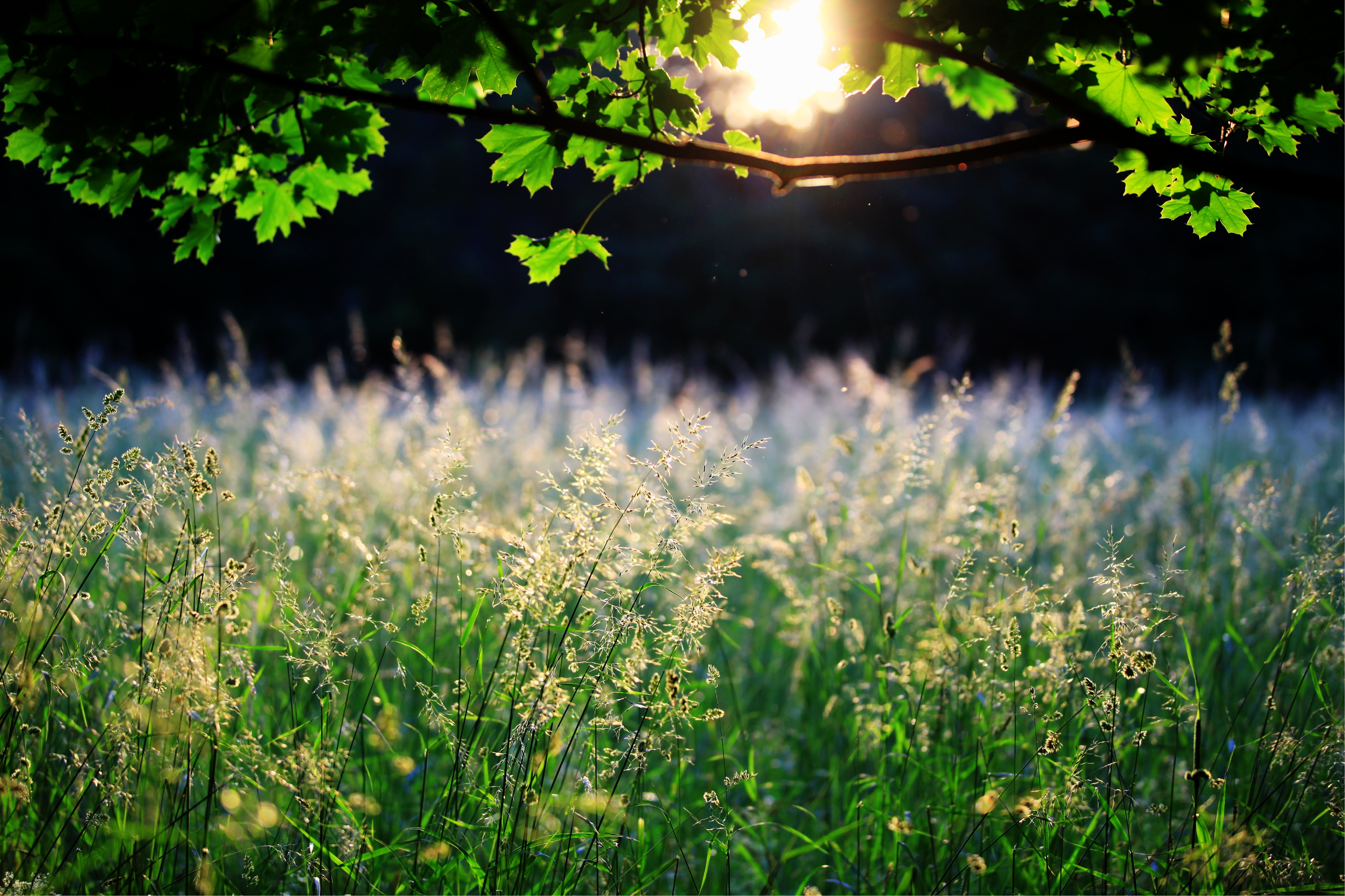 К вечеру на траве в саду. Природа. Природа солнце. Лето солнце природа. Луг в солнечных лучах.