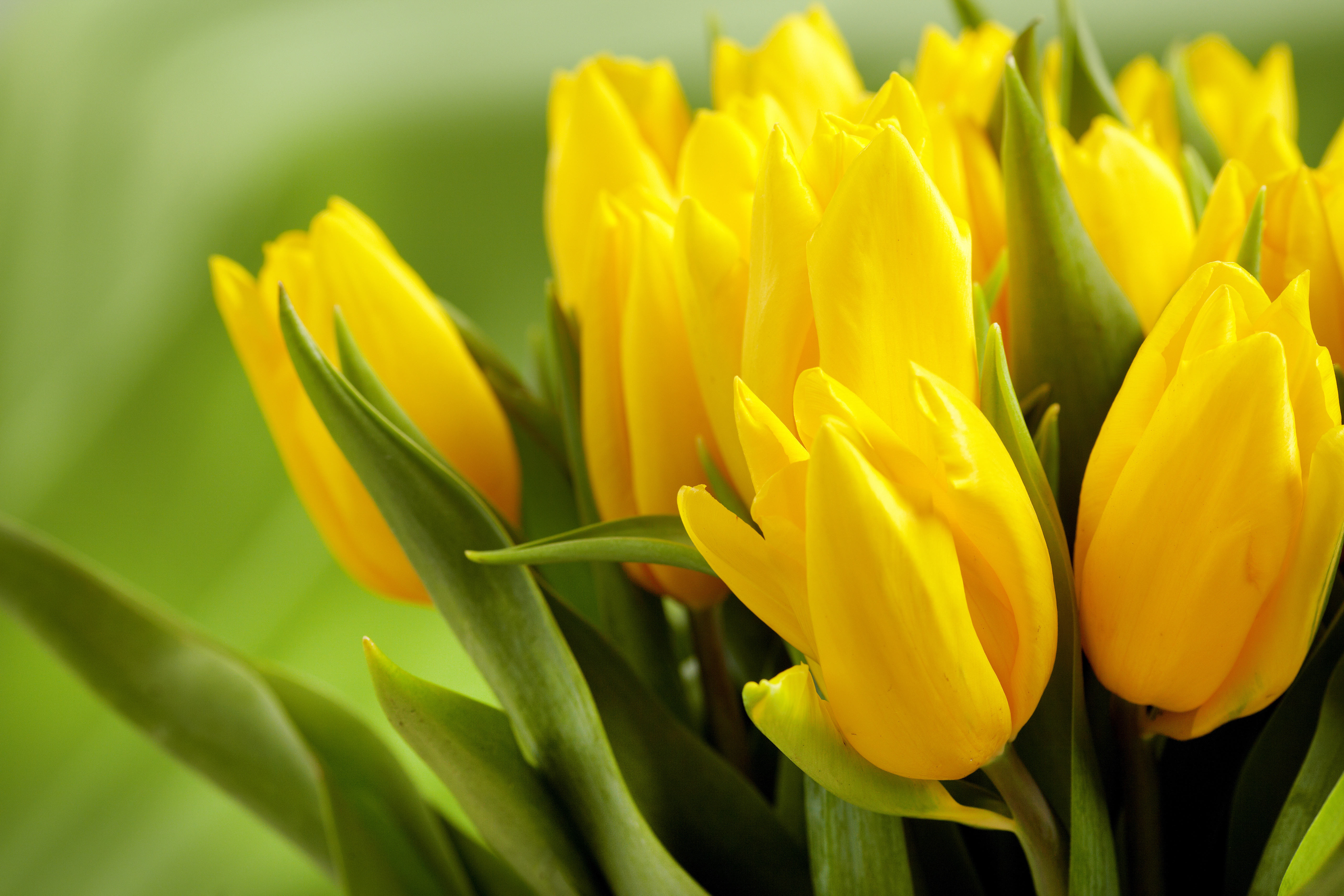 Тюльпаны картинки хорошего качества. Полевые желтые тюльпаны. Тюльпан Йеллоу Сан. Тюльпаны желтые голландские. Тюльпан Лимончелло.
