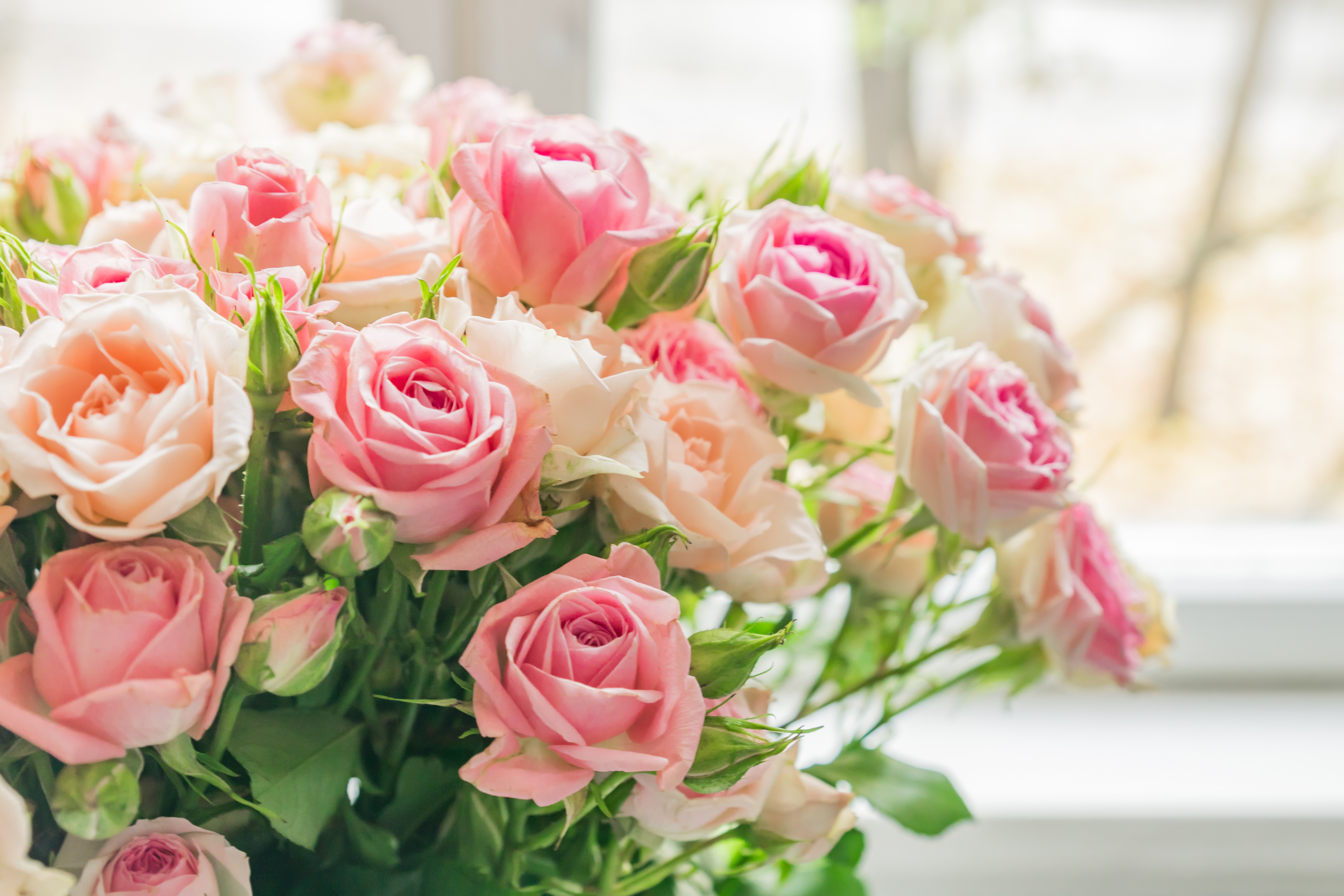 Розовая открытка с днем рождения. Нежные кустовые розы. Красивый нежный букет. Нежный цветок.