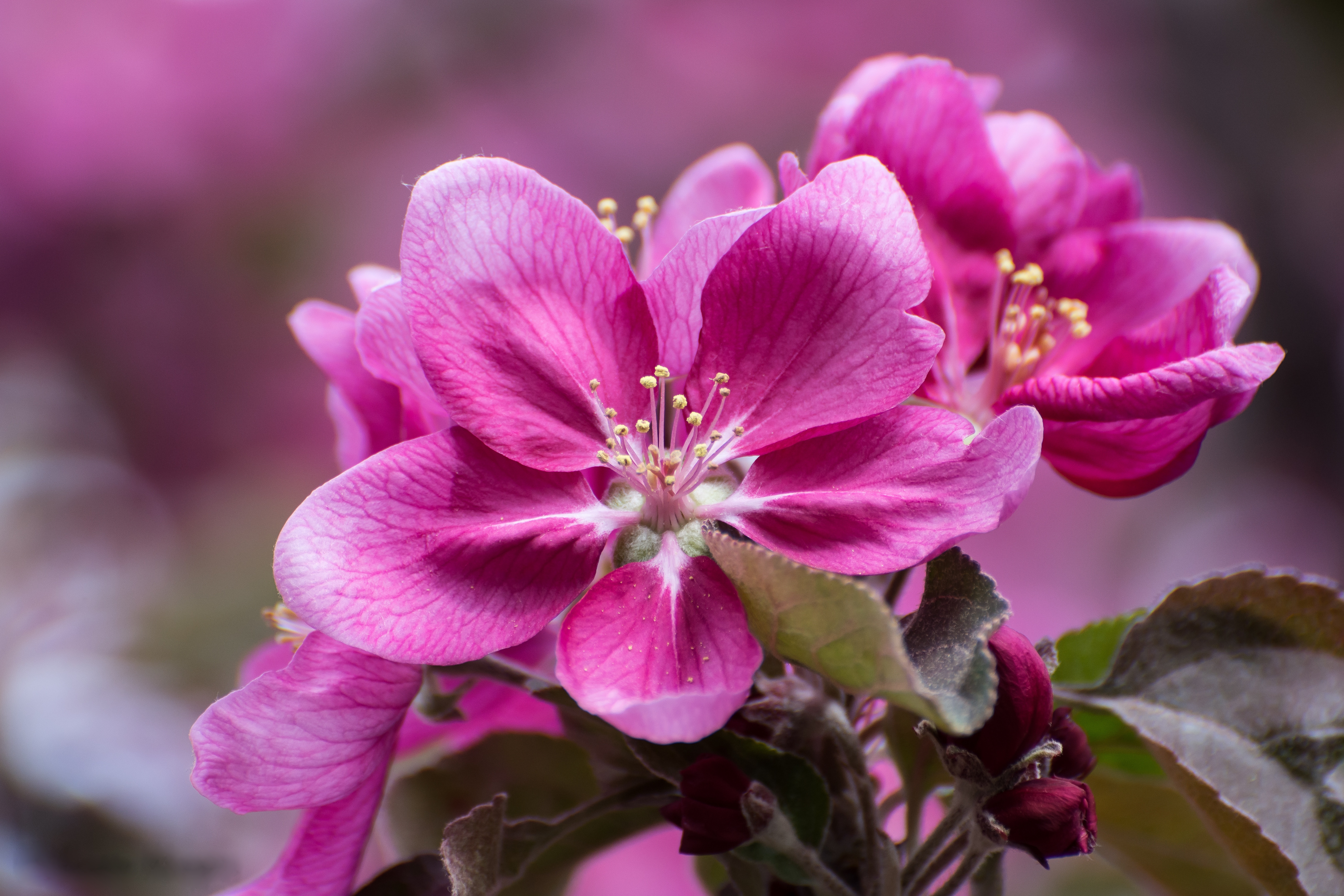 Flowers 1. Яблоня розовоцветущая. Розоватые цветочками яблони. Яблоня Цветущая розовыми цветами. Яблоневые цветы розовые.