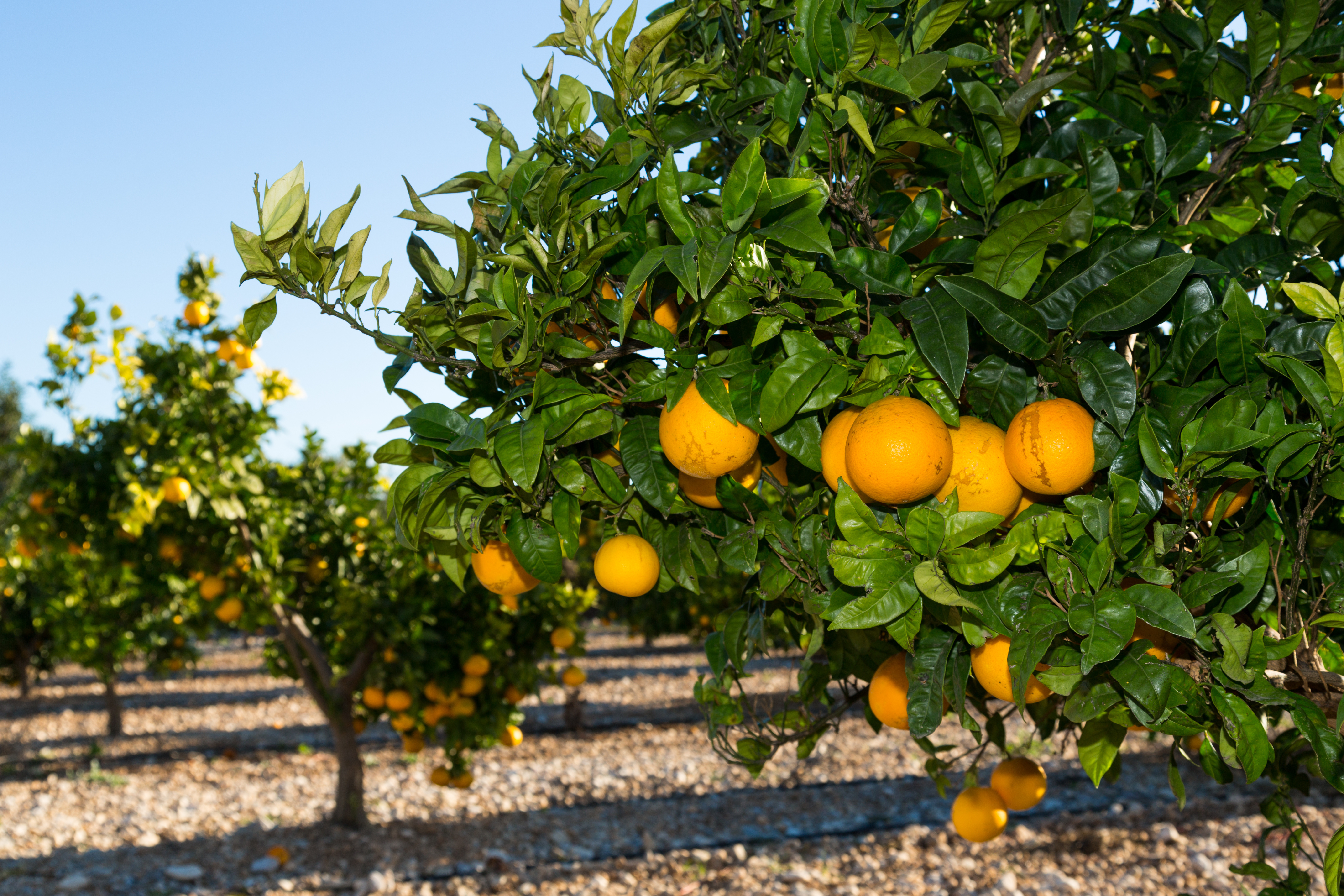 Апельсиновое дерево. Померанец дерево. Апельсиновые деревья Валенсия. Цитрусовое дерево апельсин. Кубань апельсиновые плантации.