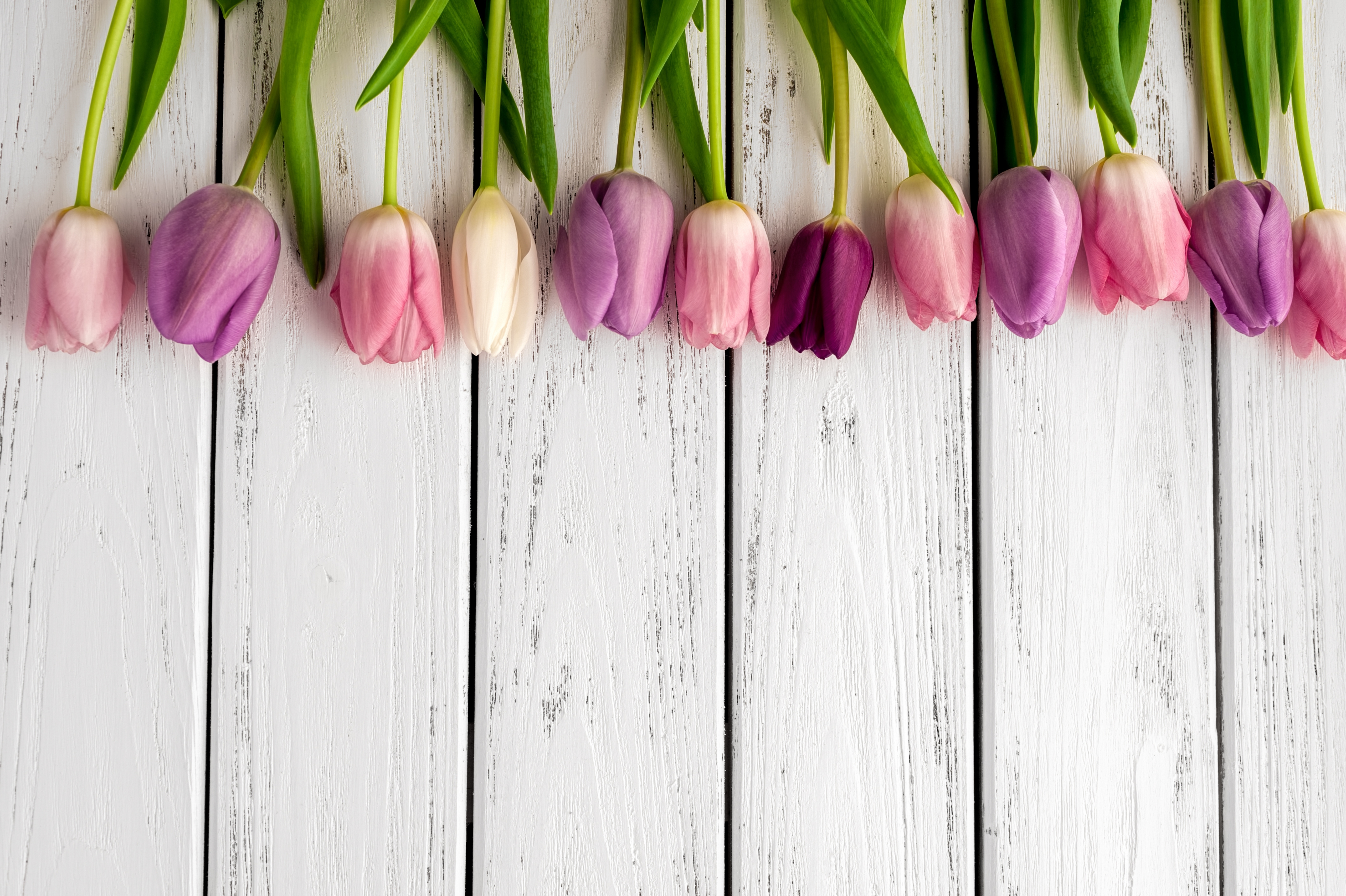 Обложка для вк тюльпаны. Цветы тюльпаны. Весенние цветы тюльпаны. Цветы на деревянном фоне. Тюльпаны фон.