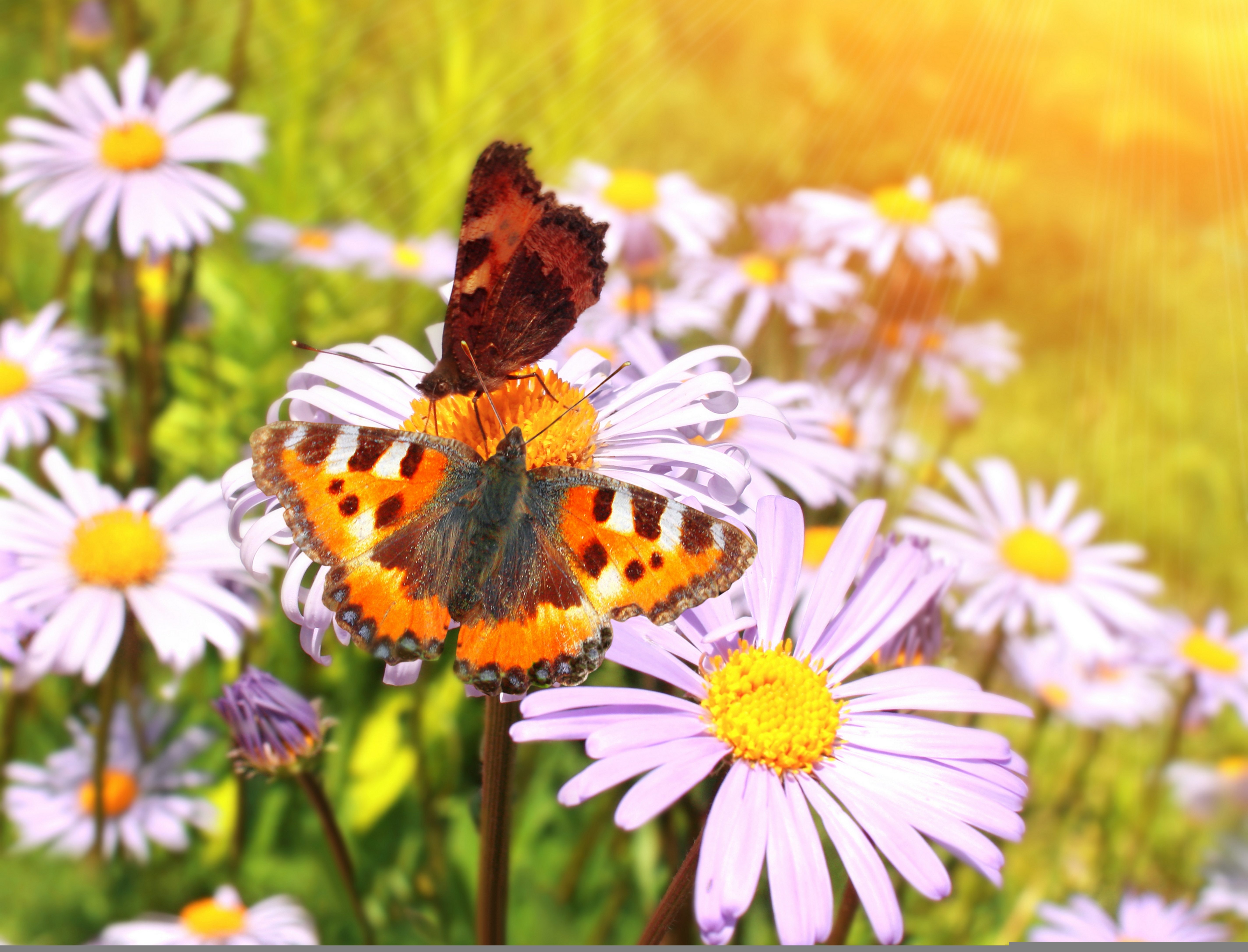 Поле цветы бабочки. Бабочки на лугу. Луг с бабочками. Бабочка на цветке. Лето бабочки.