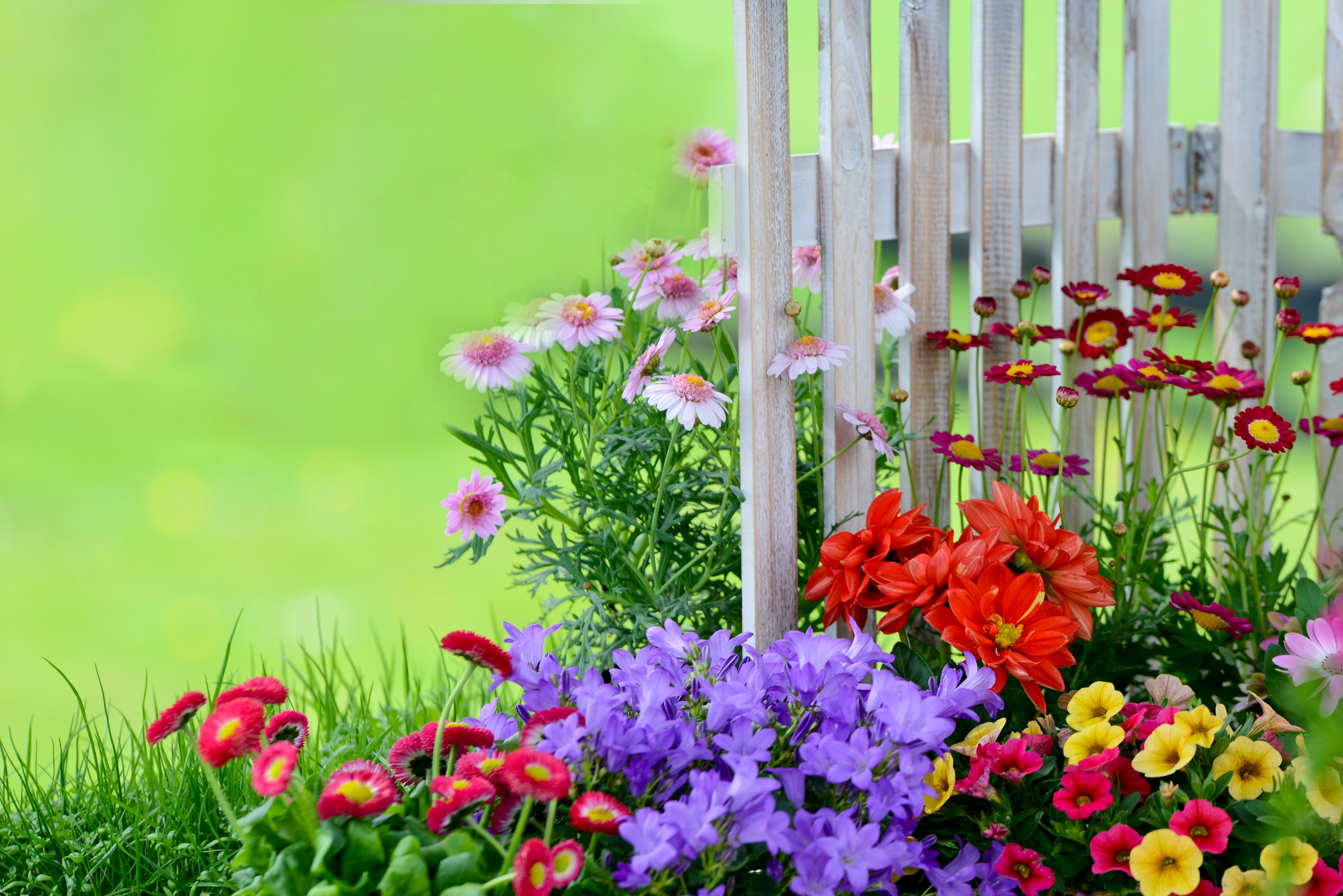 Фон доброго дня. Летние цветы. Цветы летние садовые. Цветы на заборе. Летние цветы для клумбы.