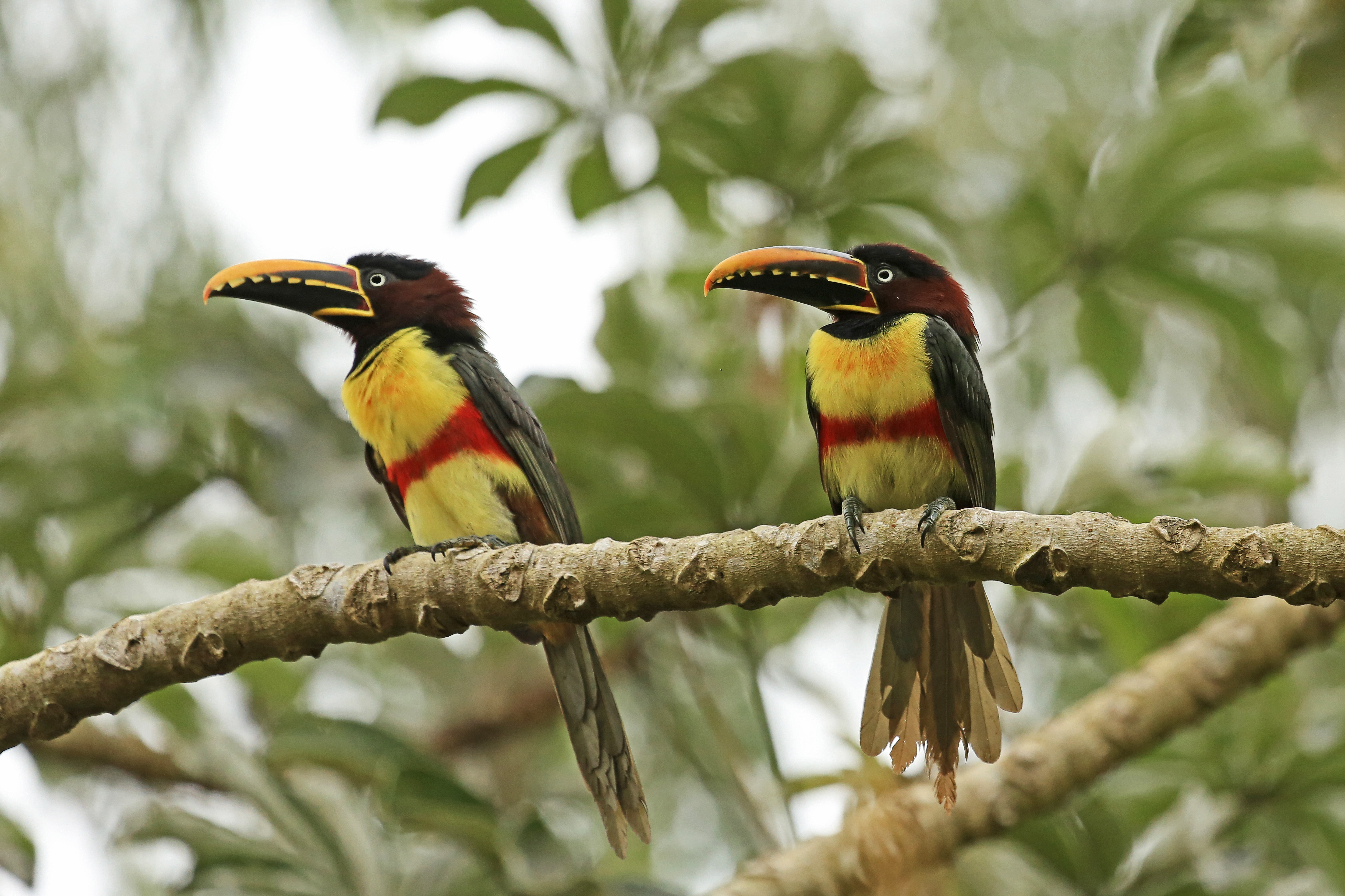 Tropical bird. Тукан арасари. Птицы Африки Тукан. Красноклювый Тукан. Тукан Южной Америки.