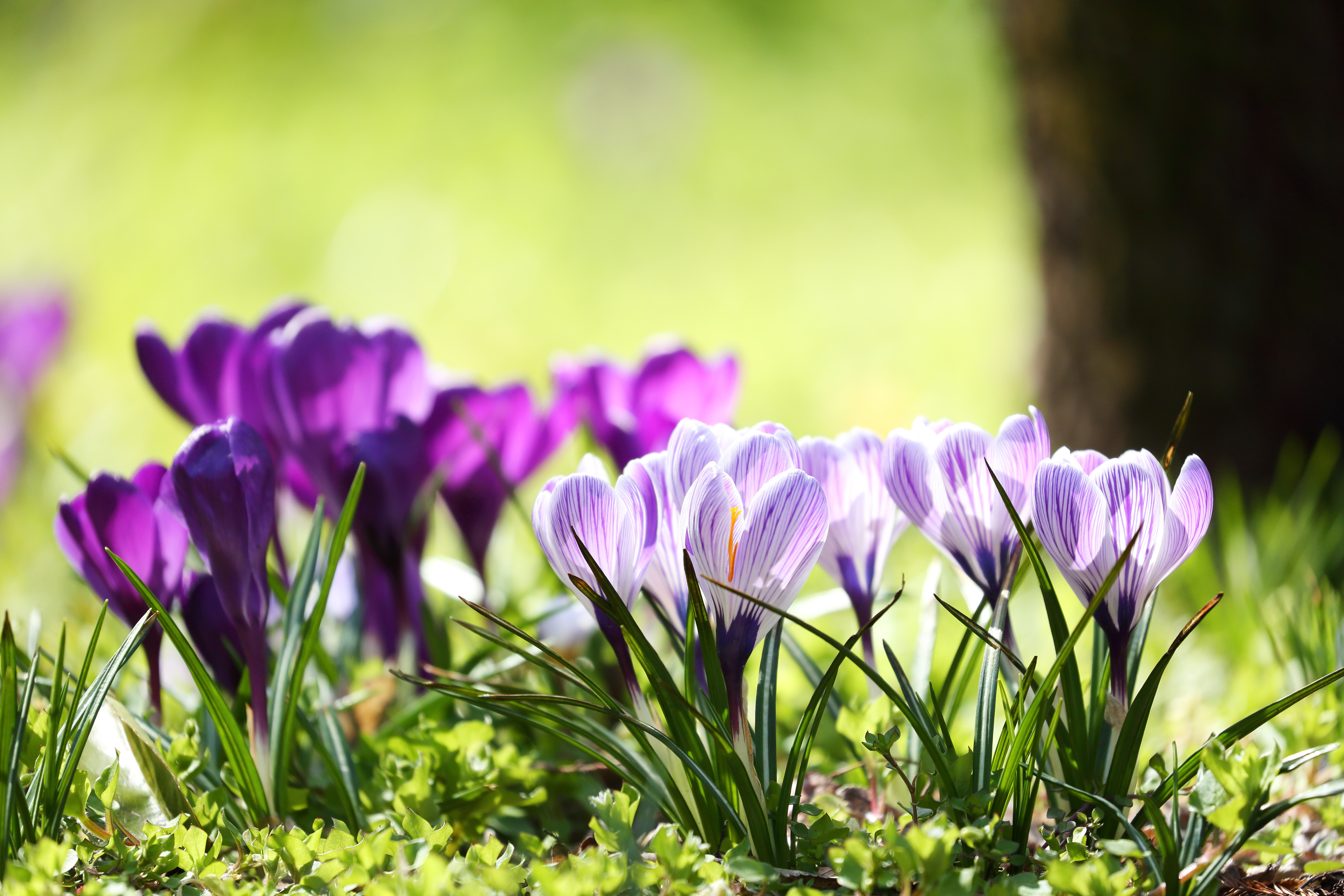 Цветной весенний. Весенние цветы первоцветы Крокус. Крокус фиолетовый первоцвет. Крокус Сибирский.