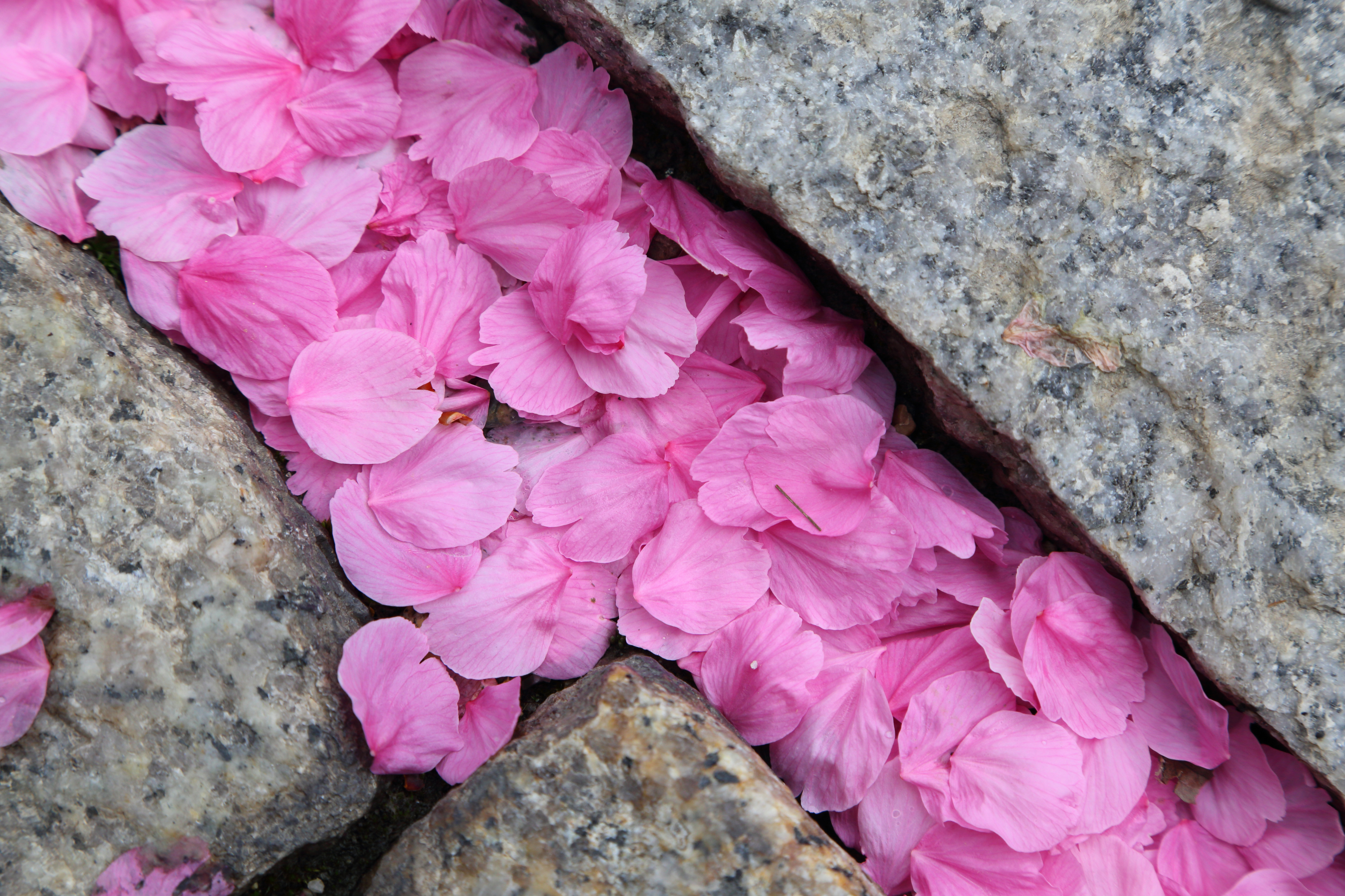 Petal stone. Цветки и лепестки Сакуры. Розовые лепестки. Розовые цветы. Лепесток Сакуры.