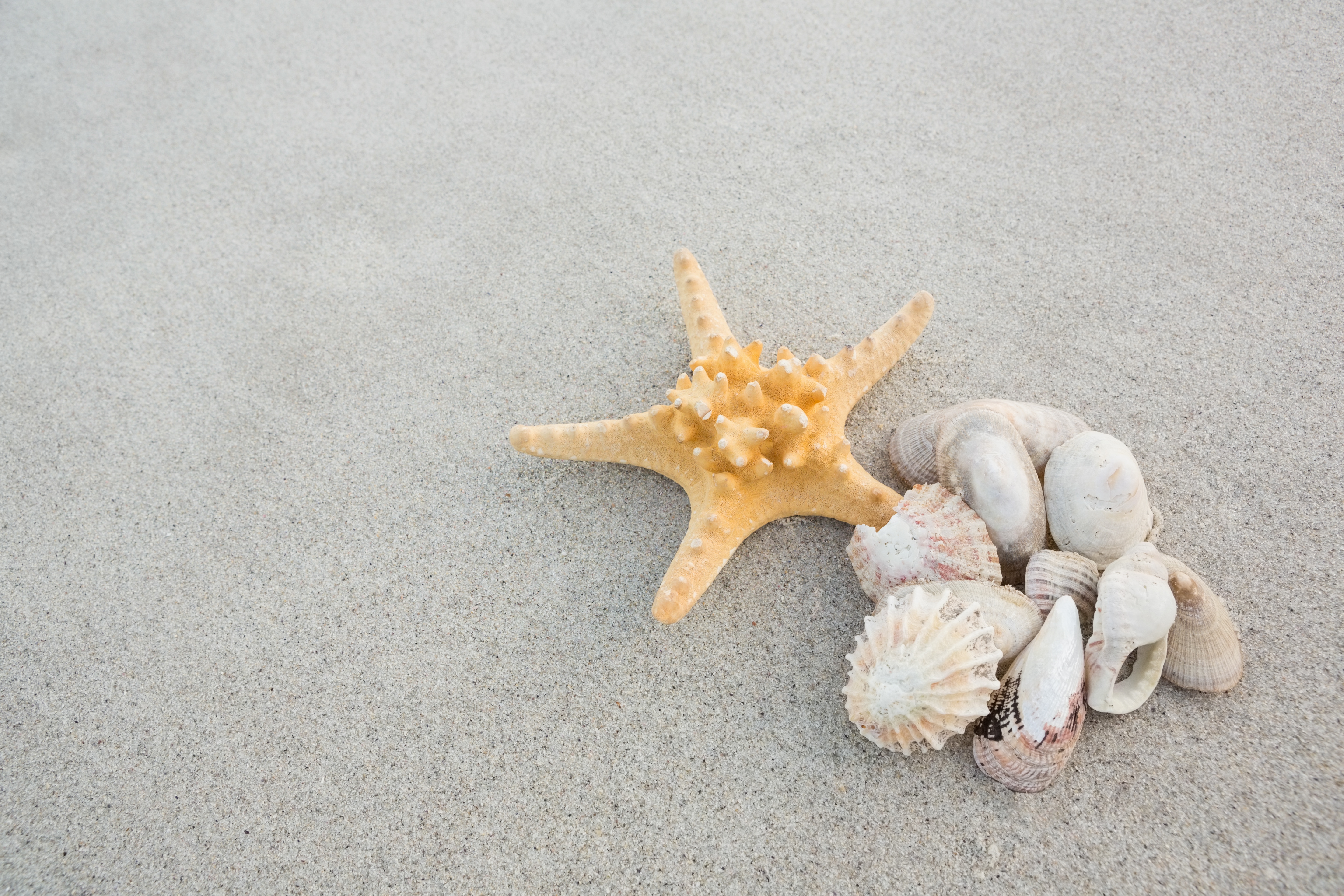 Ракушка морская звезда. Морская звезда. Ракушки морские. Море ракушки. Море песок ракушки.