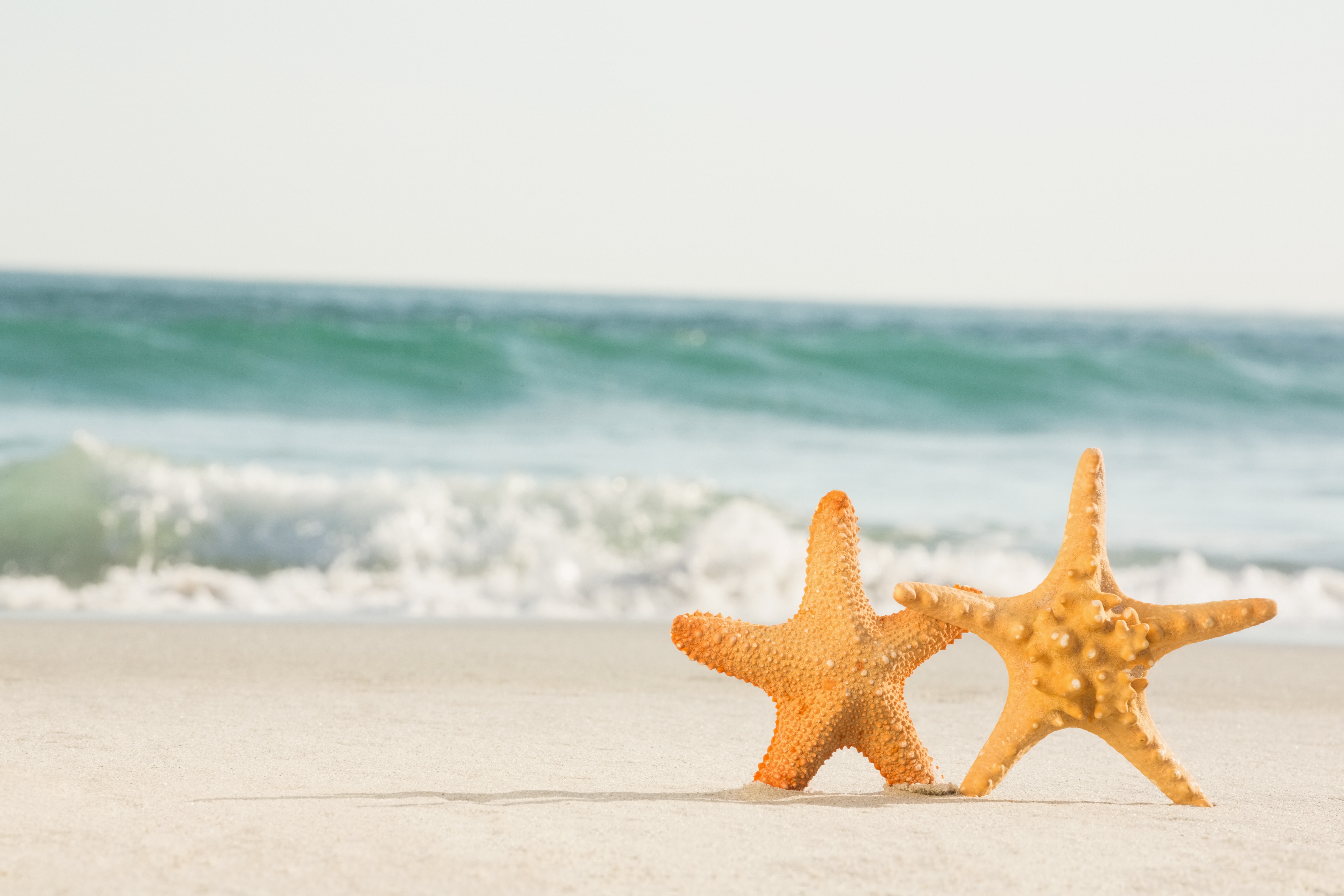 Включи звезда берег. Морская звезда. Море песок. Море пляж морская звезда. Морская звезда на пляже.