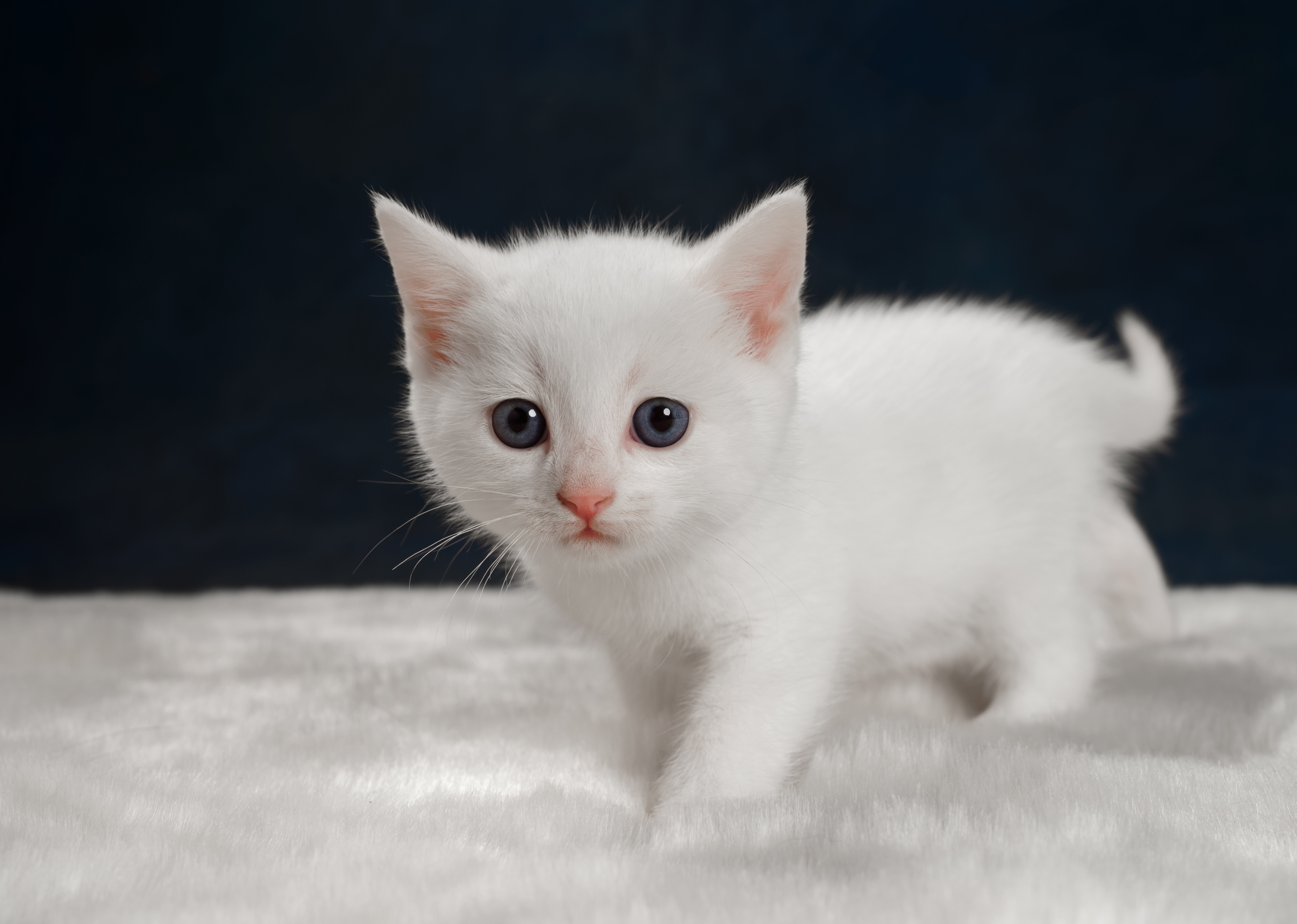 Беленьких котиков. Турецкая ангора альбинос. Порода кошек альбинос. Белый котенок. Кошка белая.