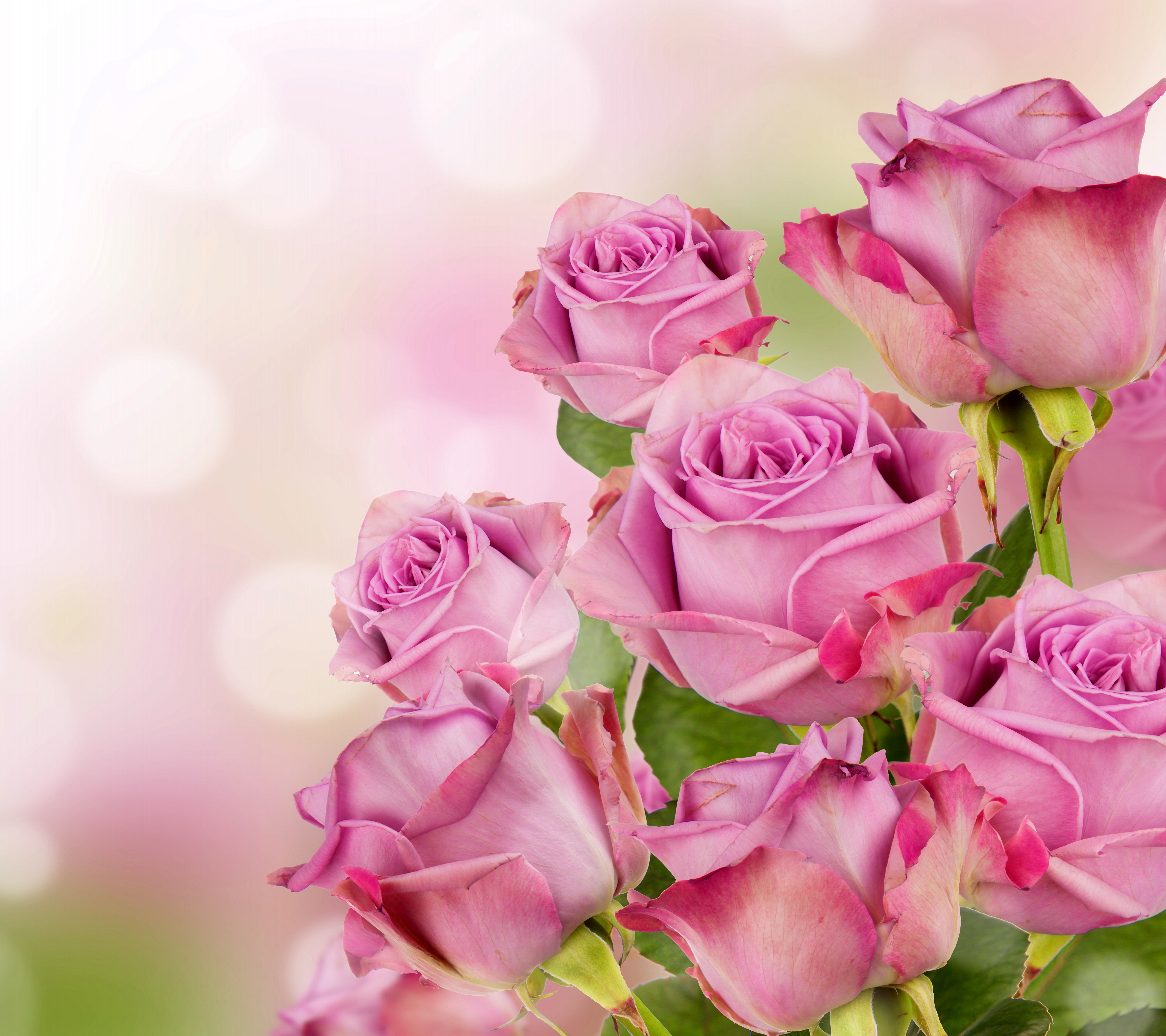 Поздравление маме с днем рождения взрослой дочери. Розовые розы. Открытка цветы. Розы фон. Букет цветов на красивом фоне.