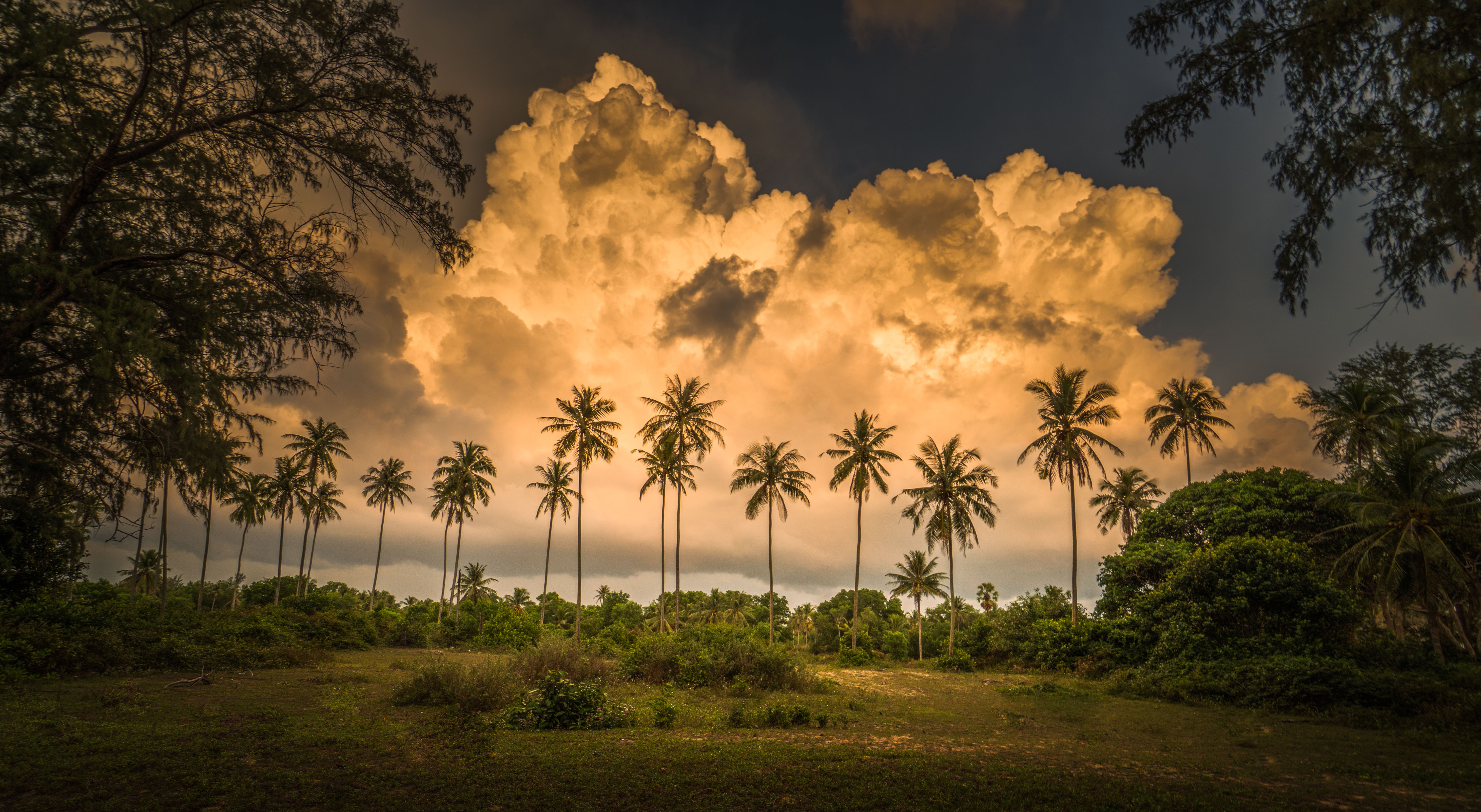 Ветер постоянно дующий от тропиков. Пальмы в Африке. Природа пальмы. Тропические облака. Пальма в тропиках.