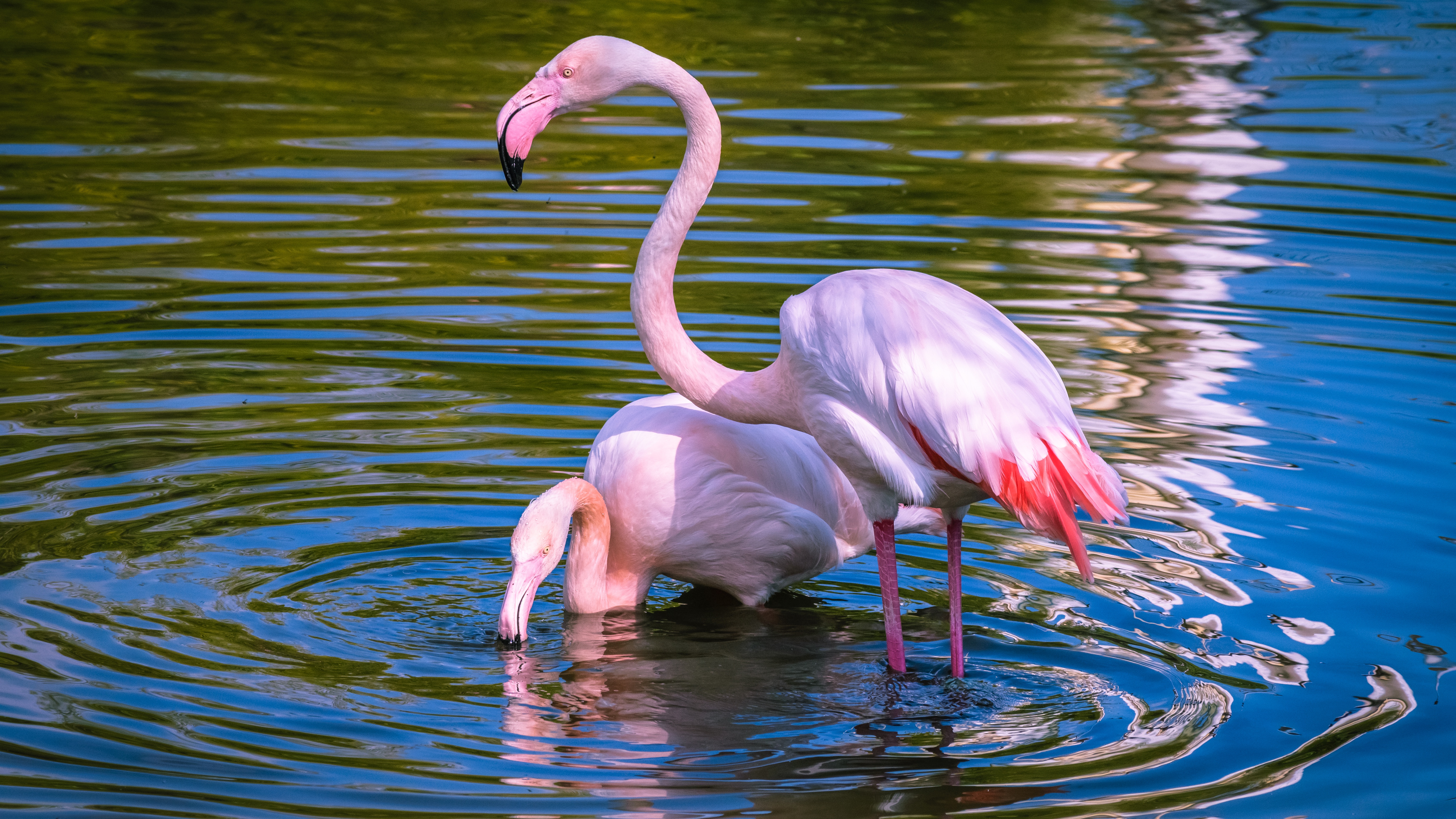 Какое животное розовое. Голубой Фламинго. Фламинго обыкновенный розовый. День розового Фламинго (Pink Flamingo Day). Африканский Фламинго.
