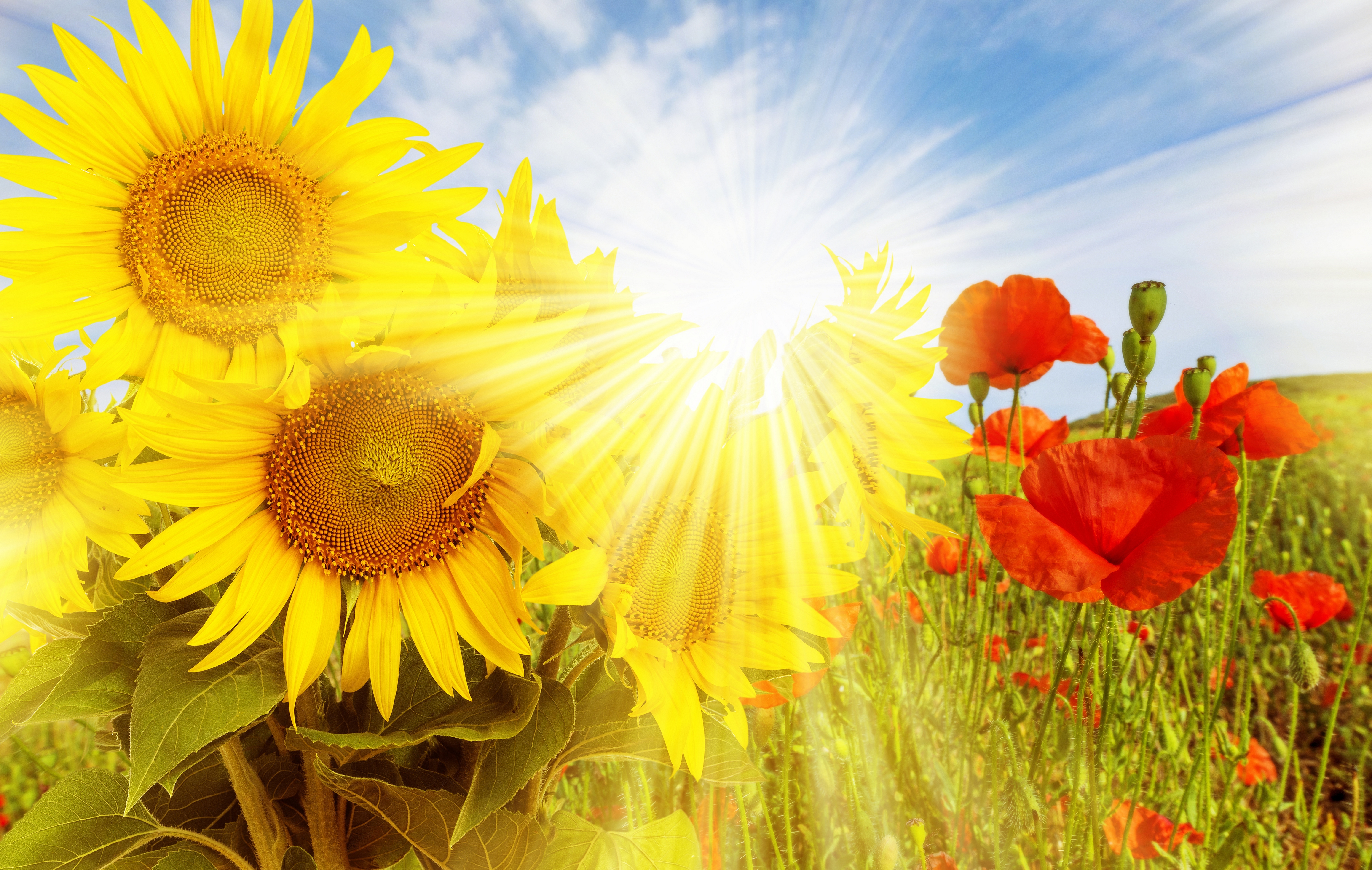 День наполненный солнцем. Подсолнух и солнце. Солнечный цветок. Цветы и солнце. Яркое летнее солнце.