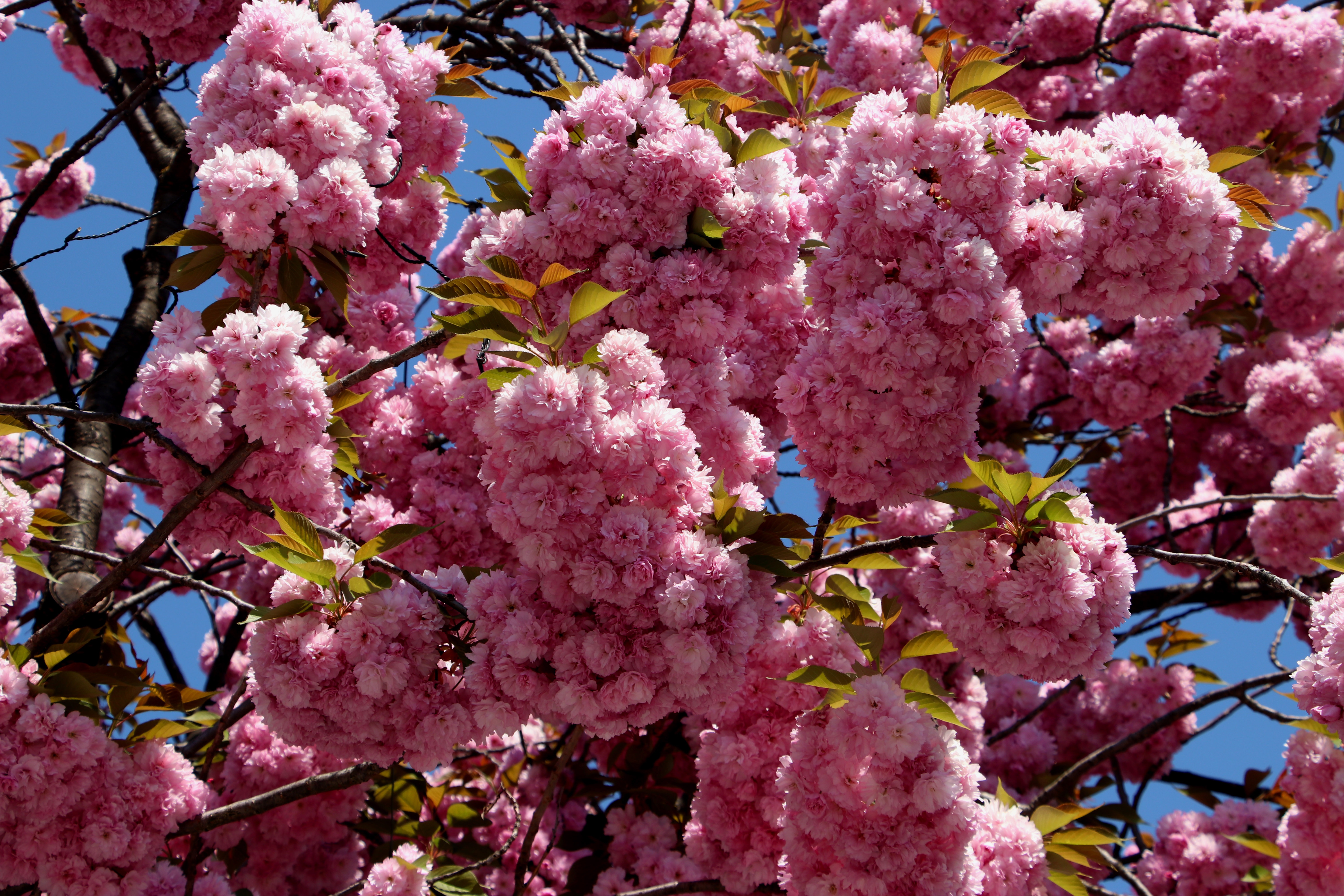 Цветок на ветке много цветов. Цветение Сакуры. Цветущая Сакура. Вишня цветет розовыми цветами. Вишня Цветущая розовыми цветами.