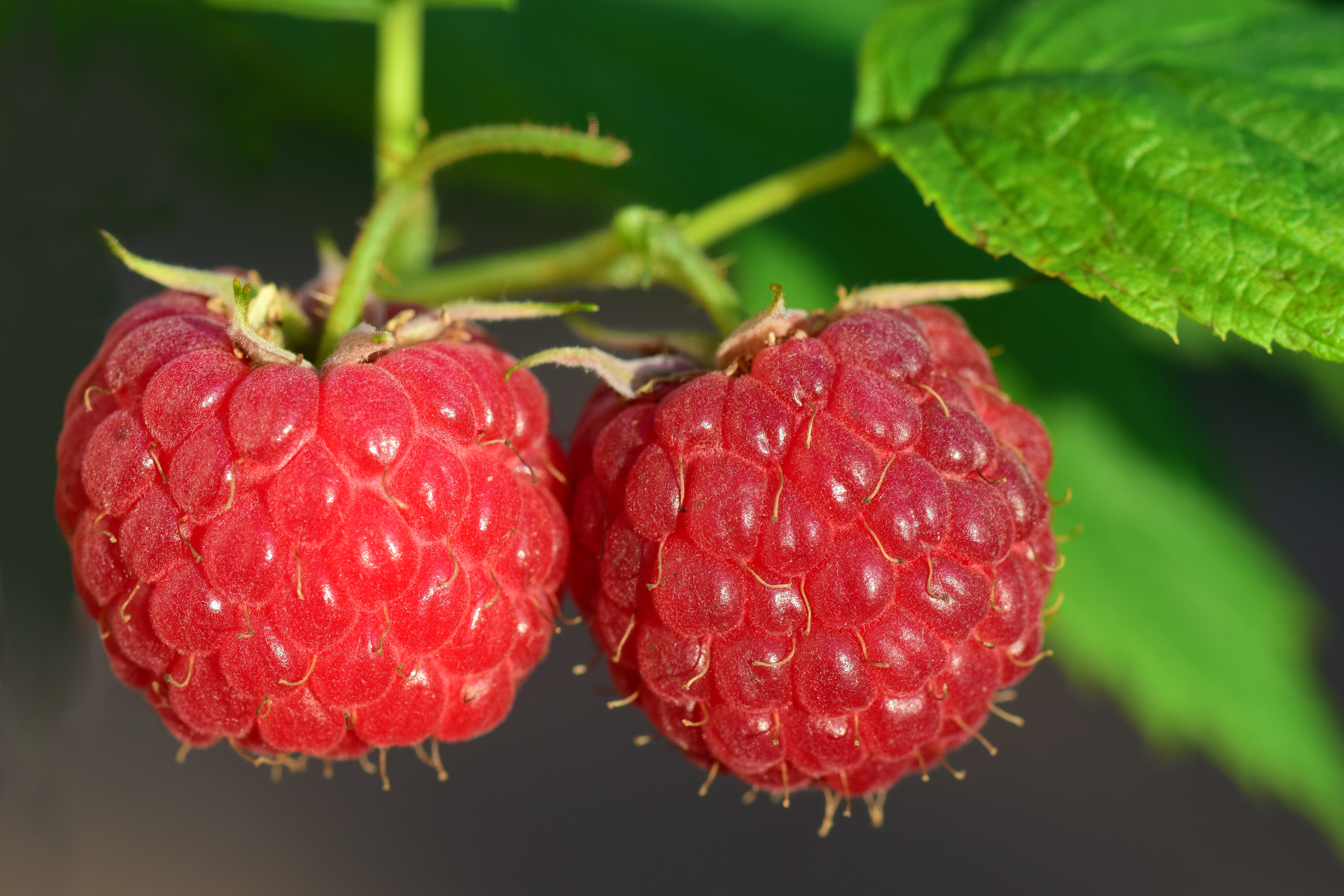 Что за ягода малина. Малина Rubus idaeus. Малина обыкновенная (Rubus idaeus). Малина шапка Мономаха. Плод малины многокостянка.