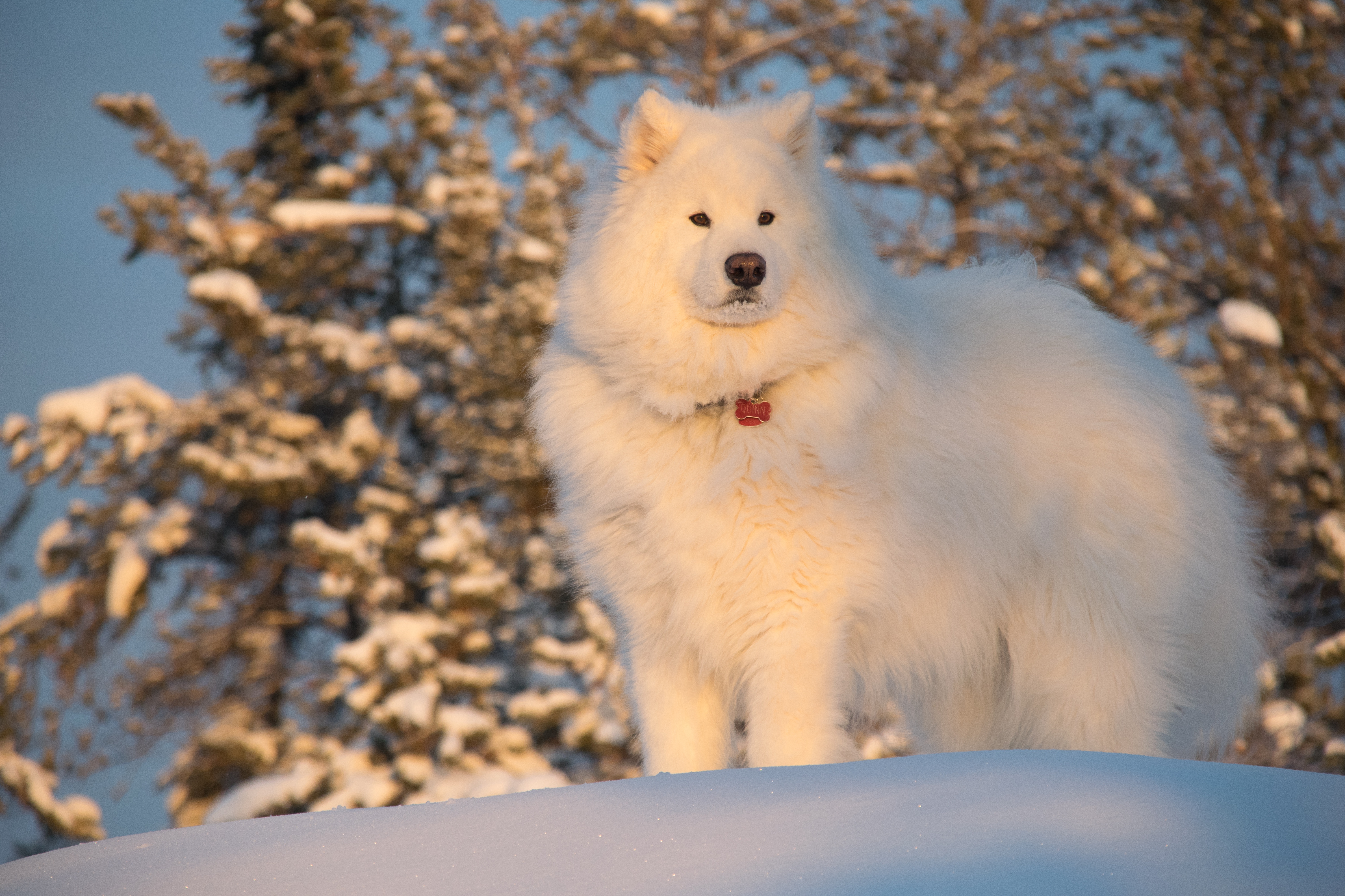 Собака снежок. Самоедская лайка (самоед). Аляскинский самоед. Белая лайка самоед. Сибирская лайка самоед.