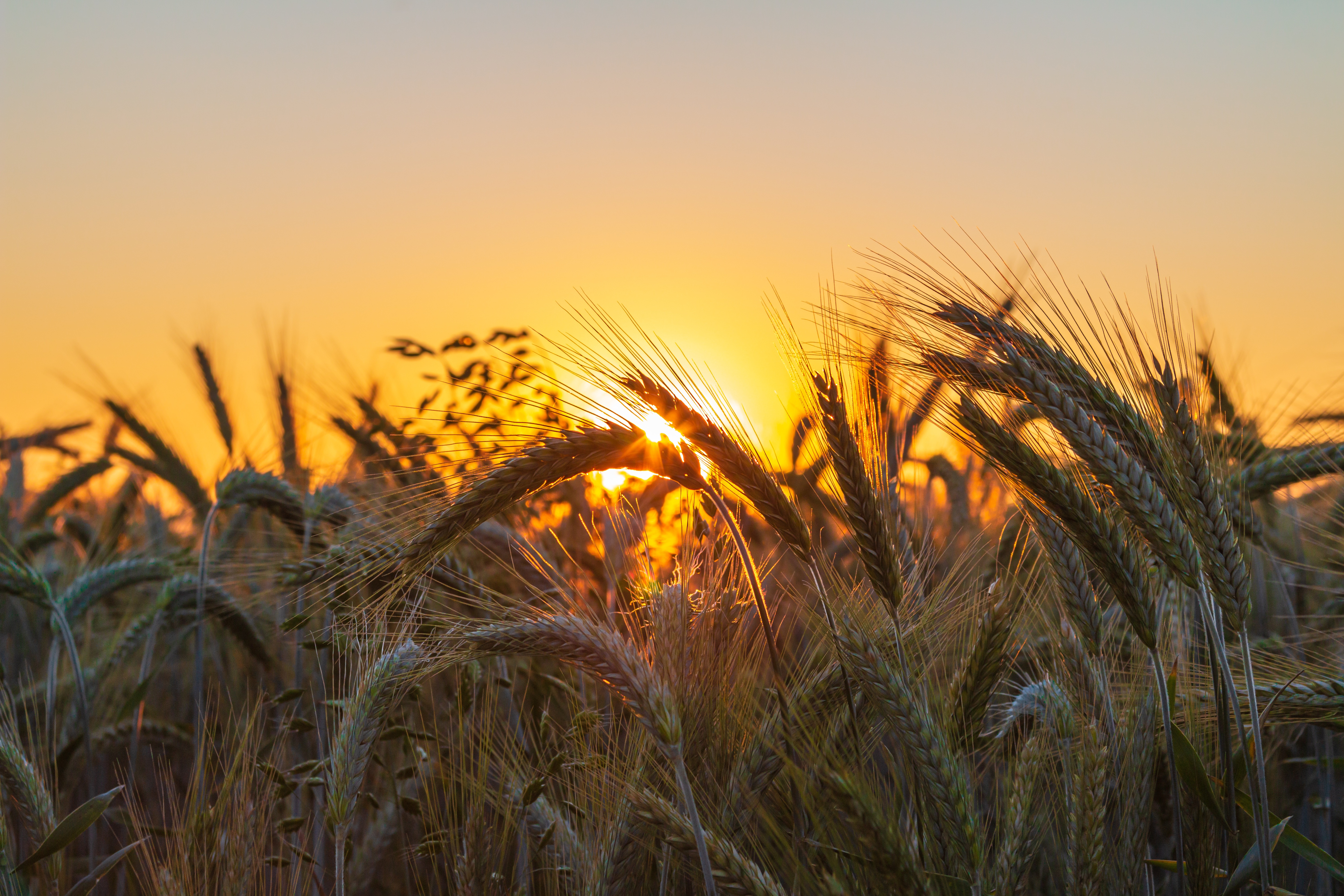Пшеничное солнце. Поля Острогожск рожь. Поле пшеницы. Ржаное поле. Колоски на закате.