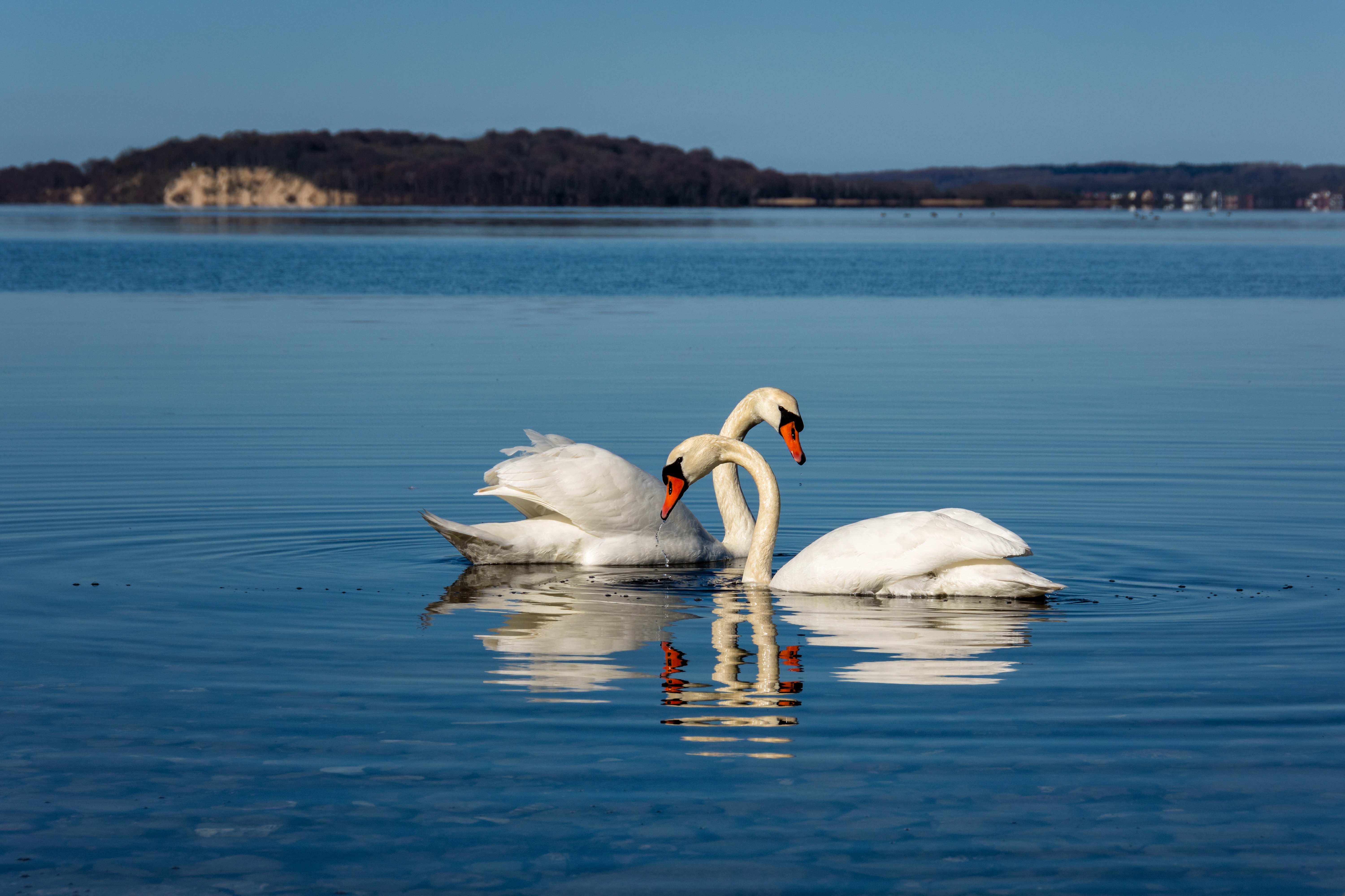 Будет озеро будут лебеди. Озеро Нарочь лебеди. Красивые лебеди. Лебеди на озере. Красивая природа с лебедями.